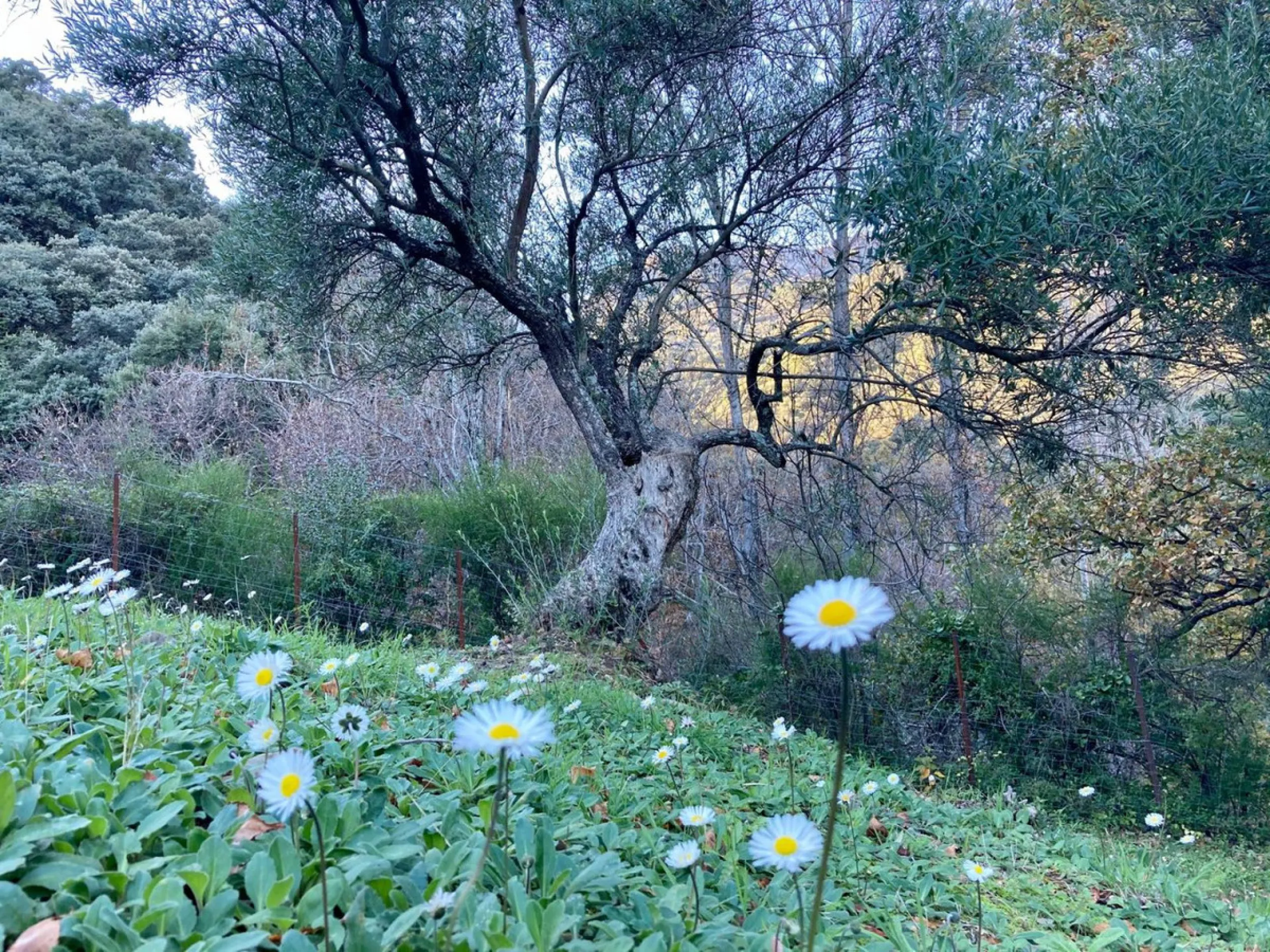 SUPERB RURAL HOME AND LIFESTYLE BUSINESS FOR SALE NEAR RONDA