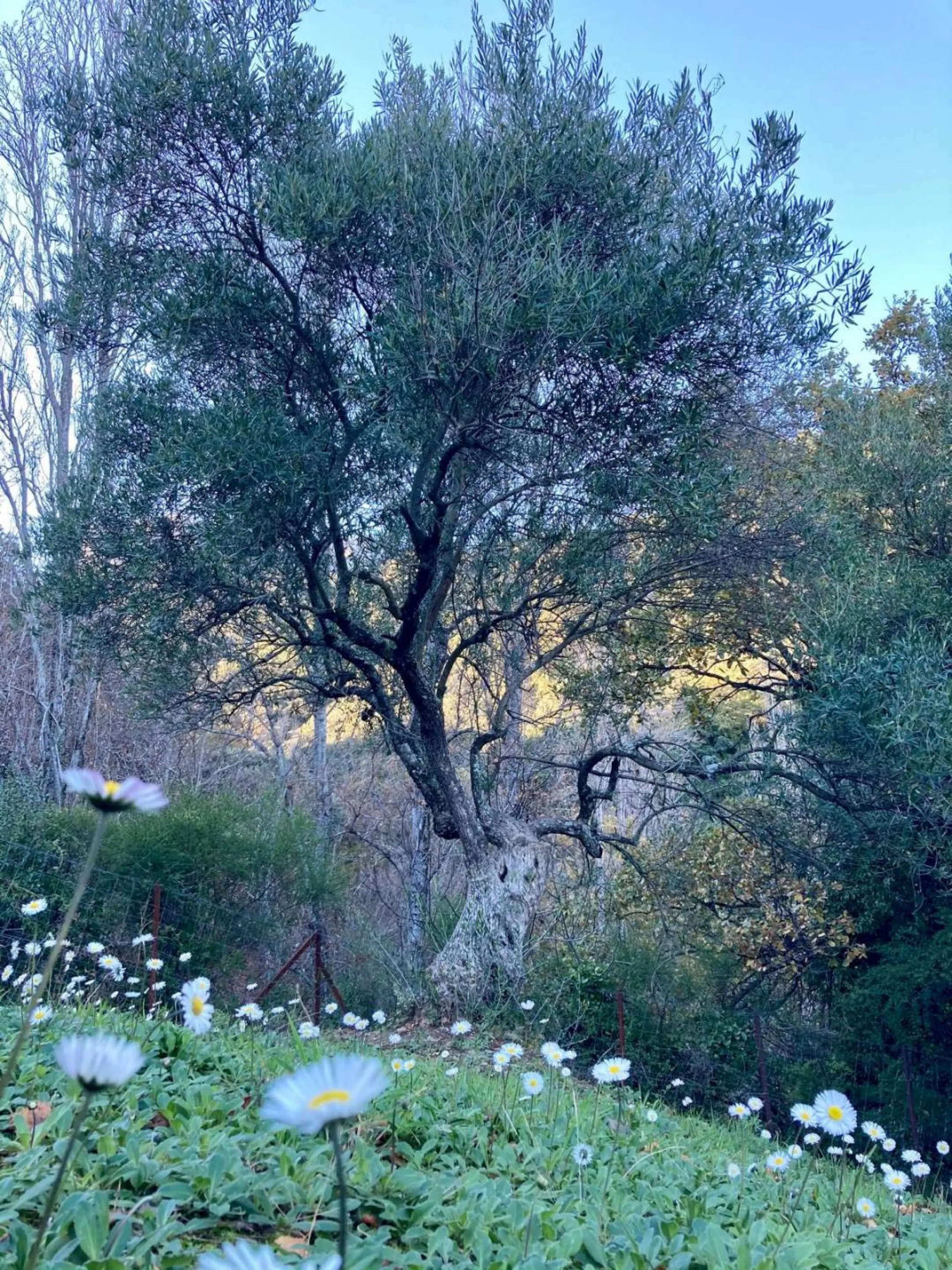 SUPERB RURAL HOME AND LIFESTYLE BUSINESS FOR SALE NEAR RONDA