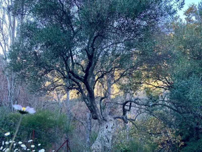 SUPERB RURAL HOME AND LIFESTYLE BUSINESS FOR SALE NEAR RONDA