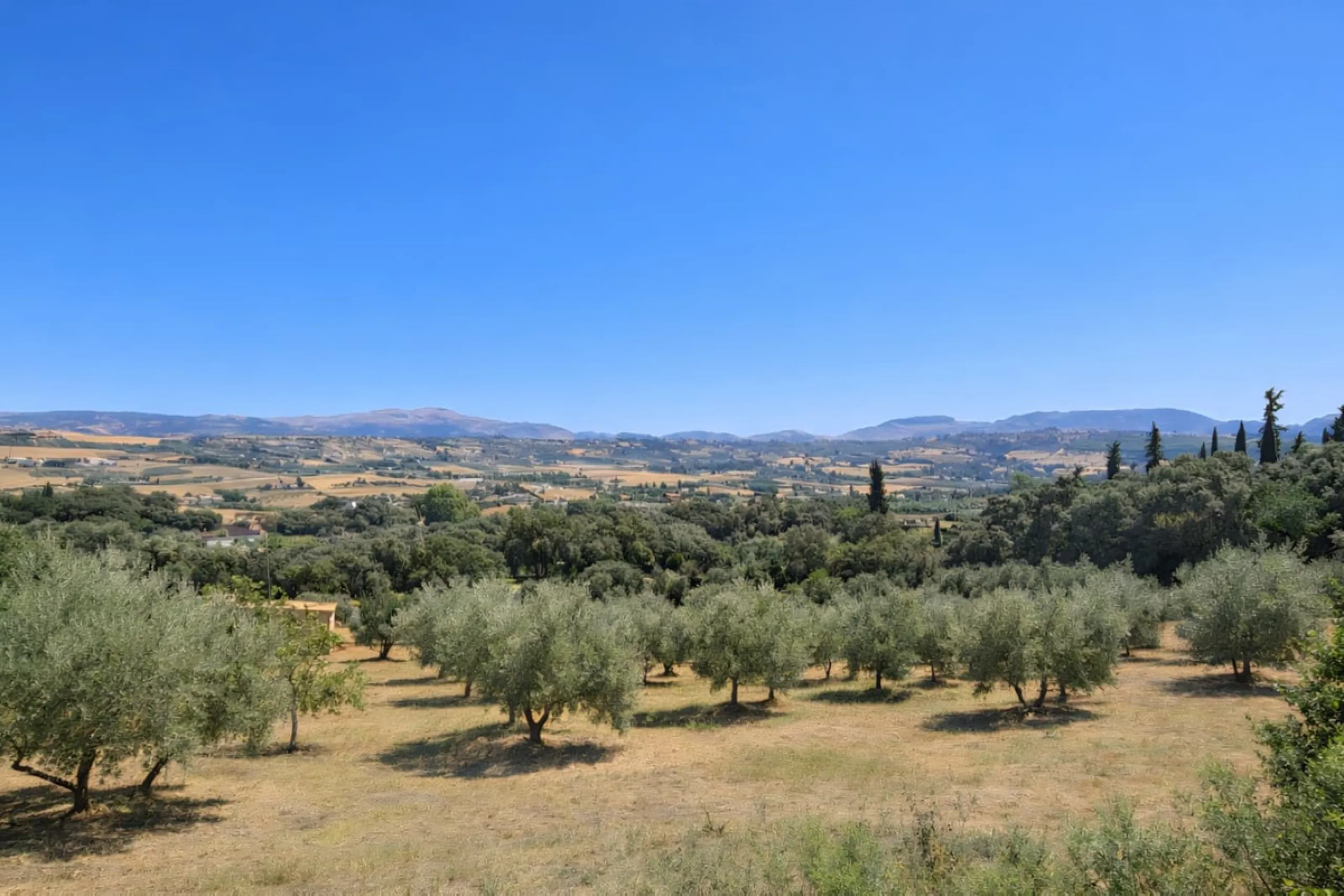 Finca with panoramic views in Ronda with private pool, productive olive grove and Andalusian house · Ideal rural tourism investment