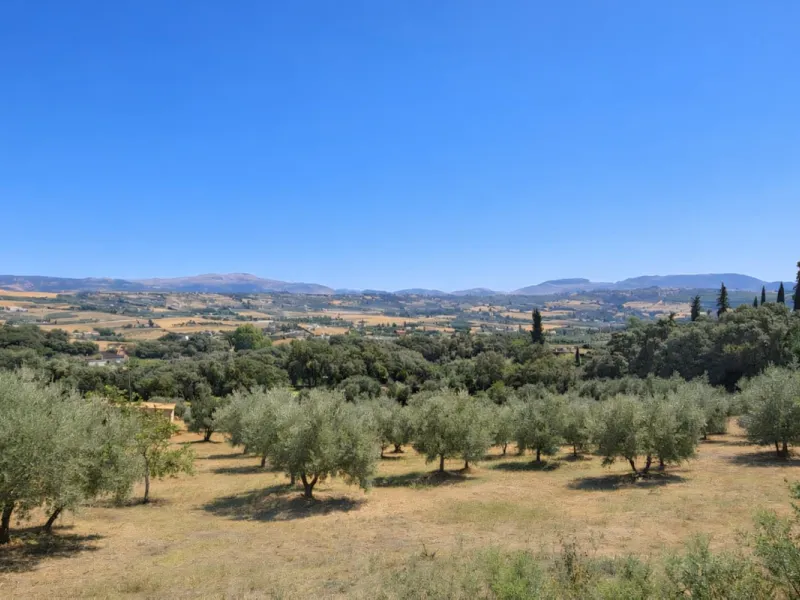 Finca with panoramic views in Ronda with private pool, productive olive grove and Andalusian house · Ideal rural tourism investment
