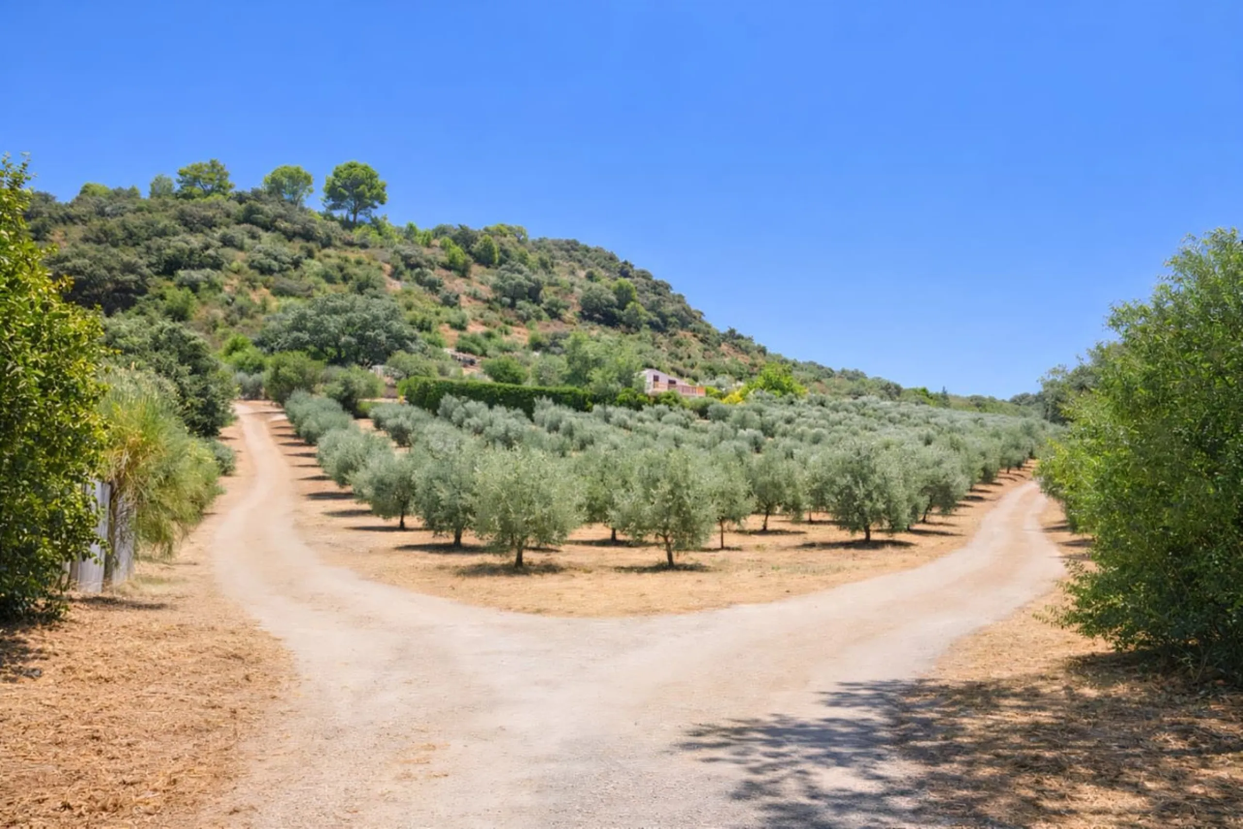 Finca with panoramic views in Ronda with private pool, productive olive grove and Andalusian house · Ideal rural tourism investment