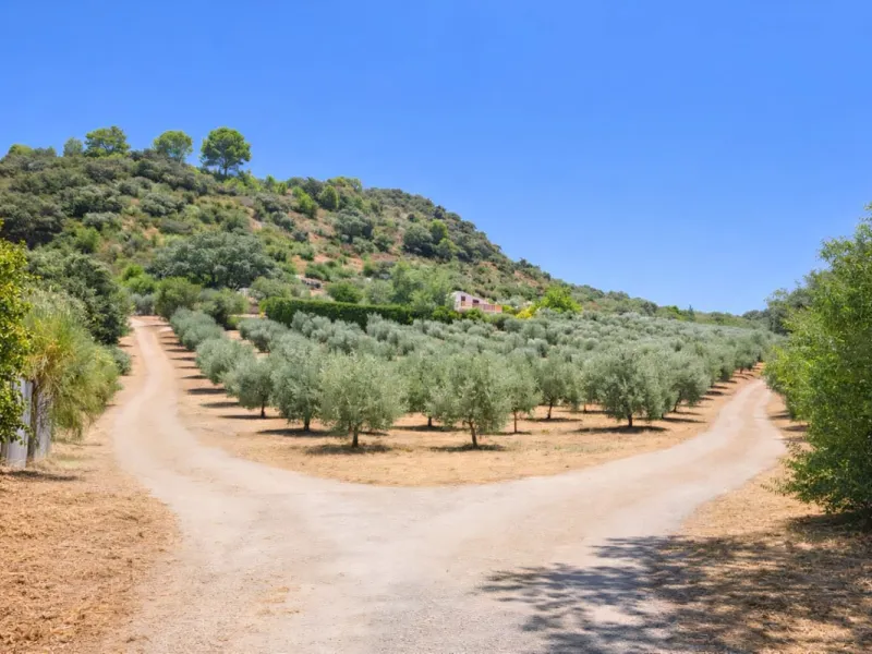 Finca with panoramic views in Ronda with private pool, productive olive grove and Andalusian house · Ideal rural tourism investment