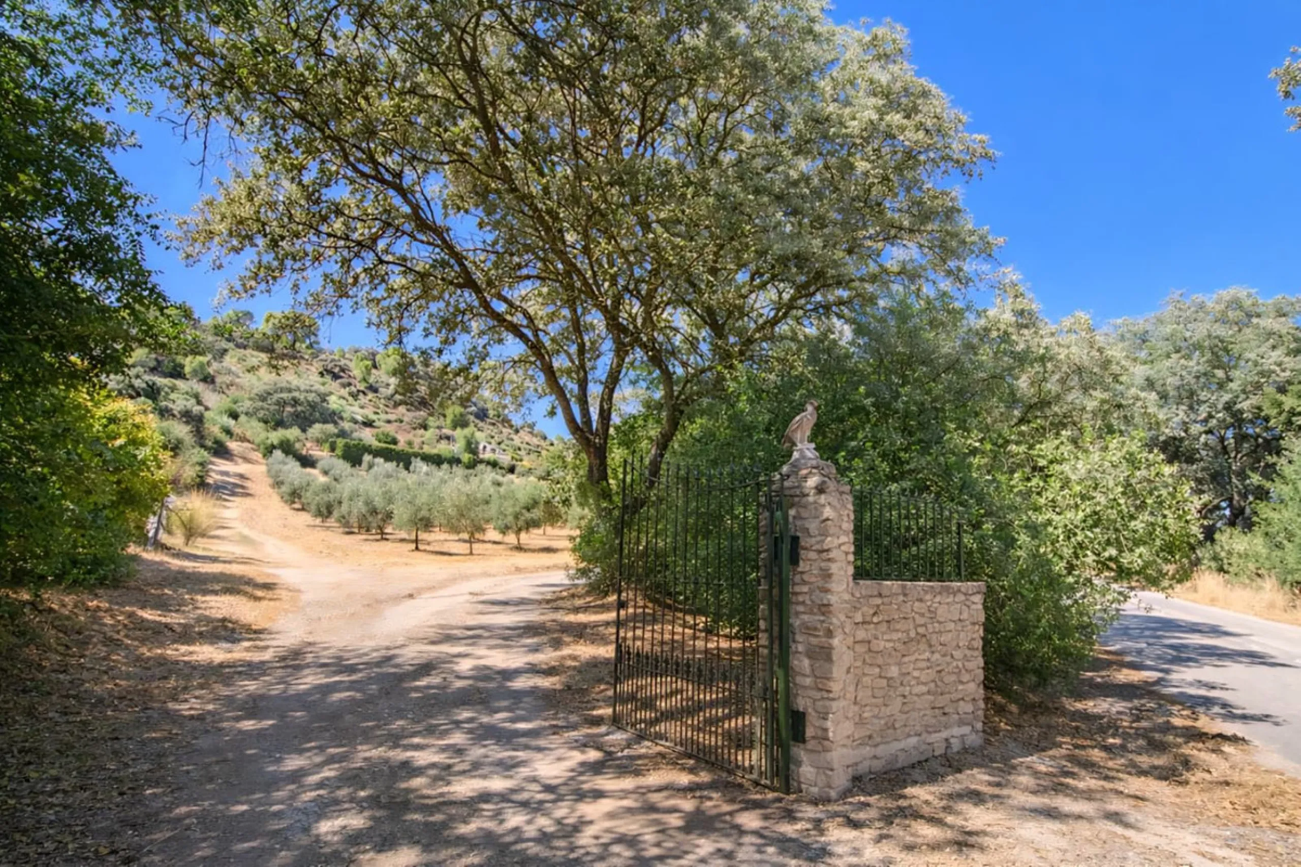 Finca with panoramic views in Ronda with private pool, productive olive grove and Andalusian house · Ideal rural tourism investment