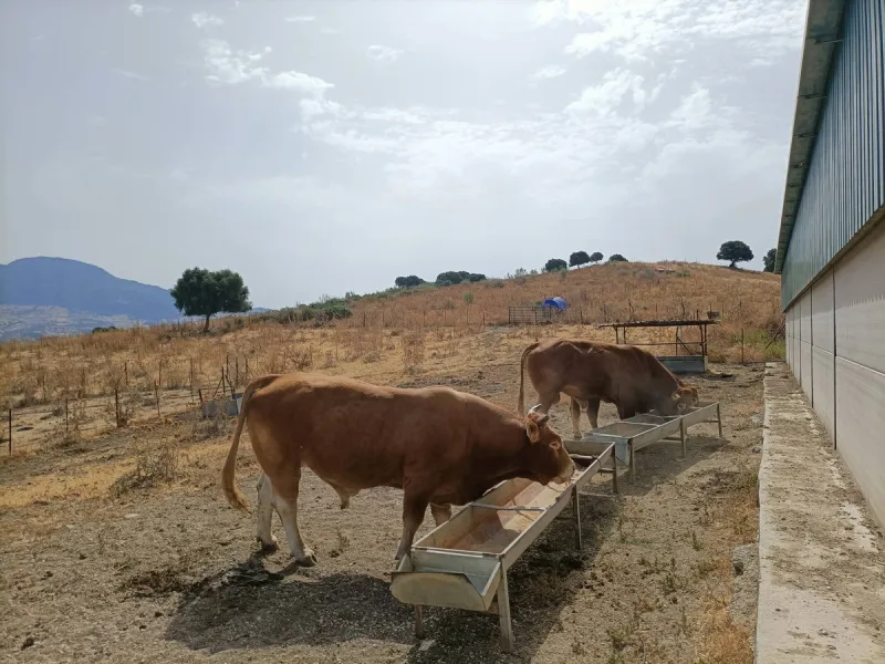 Commercial - Farm в продаже в Gaucín, Málaga. Площадь дома 800 м². Площадь участка 2 м²