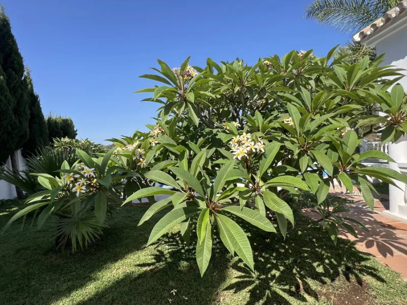 Tucked away in the peaceful El Velerín area of Estepona's prestigious New Golden Mile, this delightful detached villa offers the perfect blend of rustic charm, comfort and outdoor living.
