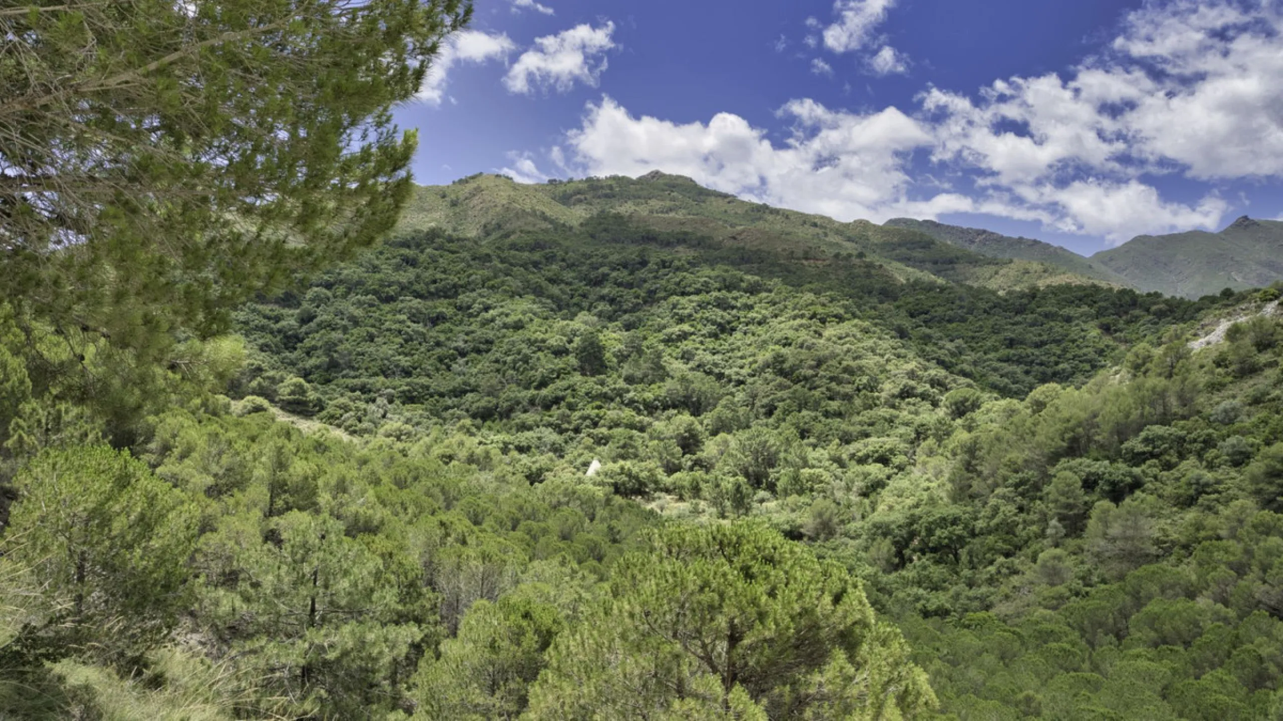 RUSTIC FINCA IN COÍN / ALHAURÍN GOLF WITH SEA VIEWS