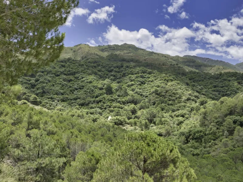 RUSTIC FINCA IN COÍN / ALHAURÍN GOLF WITH SEA VIEWS