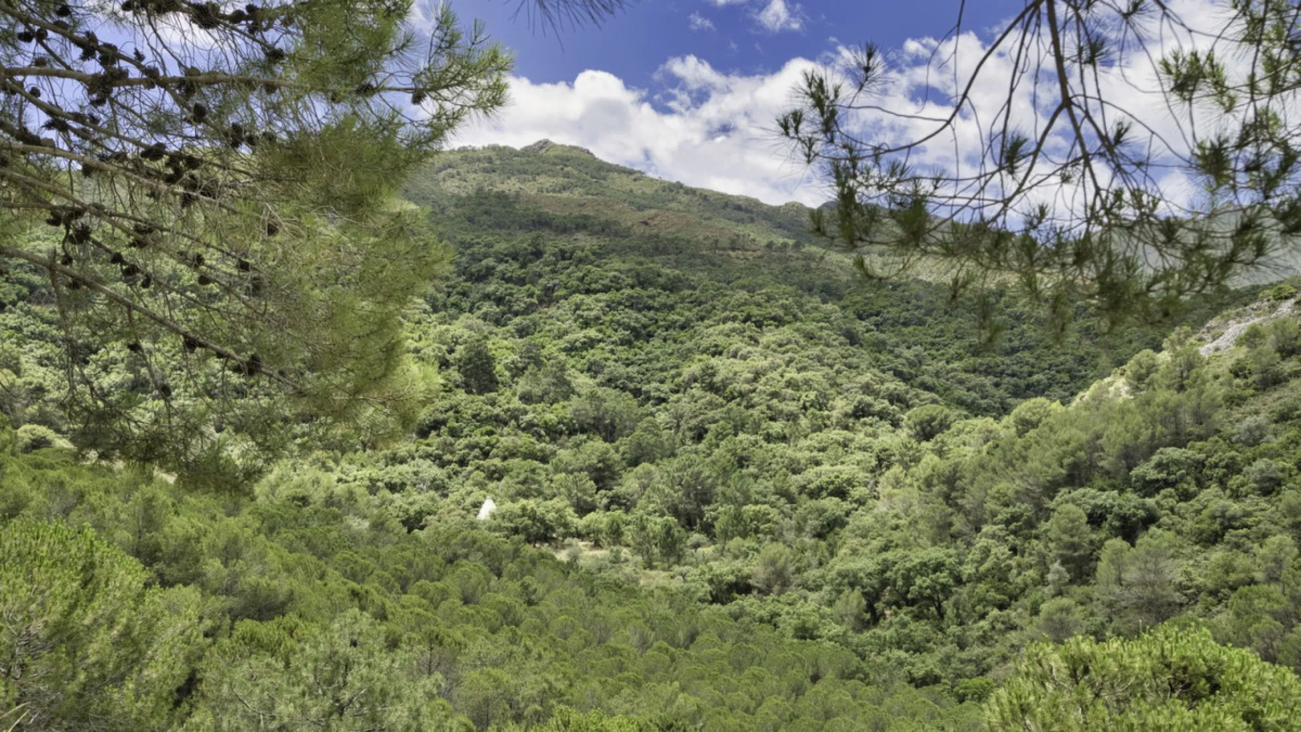 RUSTIC FINCA IN COÍN / ALHAURÍN GOLF WITH SEA VIEWS