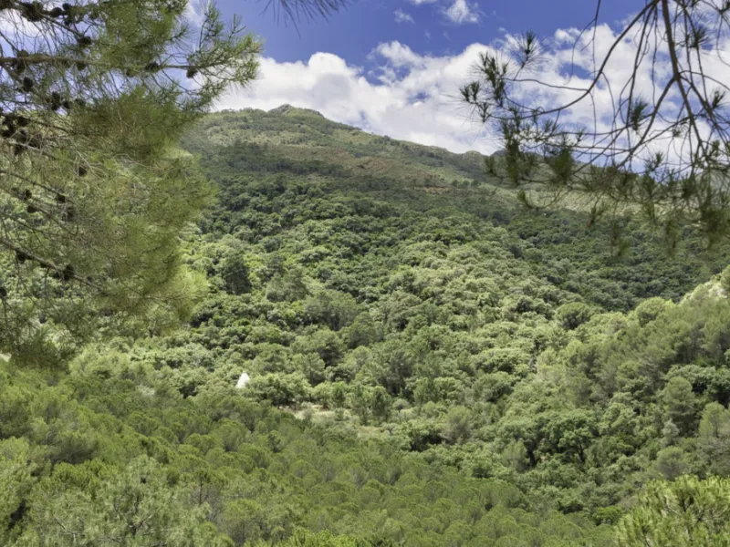 RUSTIC FINCA IN COÍN / ALHAURÍN GOLF WITH SEA VIEWS