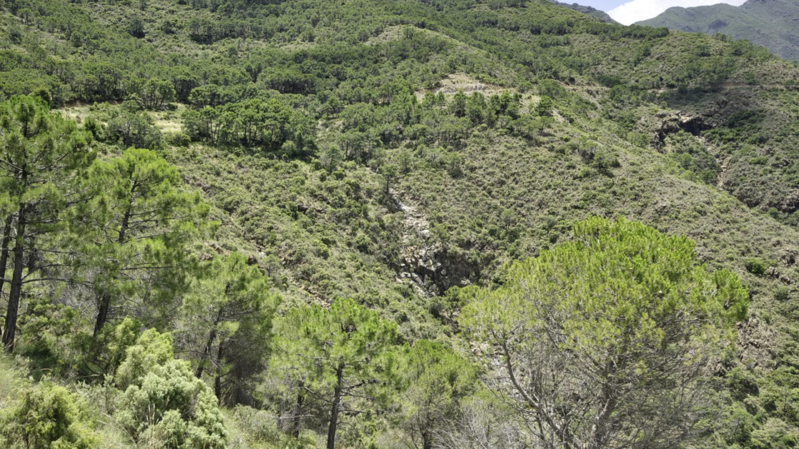 RUSTIC FINCA IN COÍN / ALHAURÍN GOLF WITH SEA VIEWS