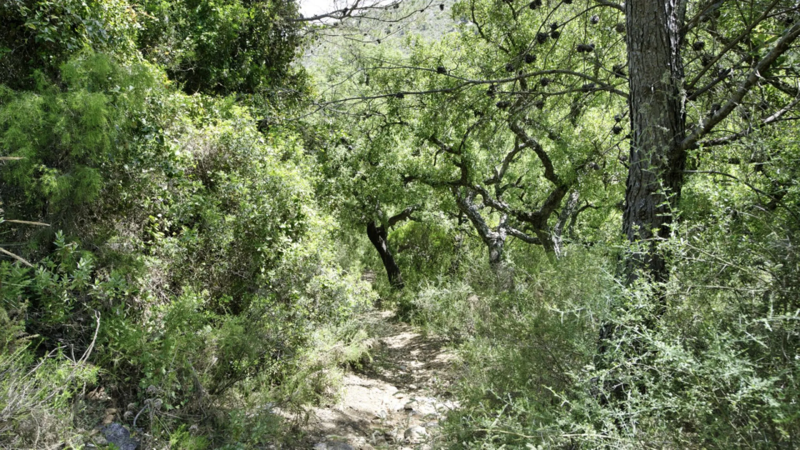RUSTIC FINCA IN COÍN / ALHAURÍN GOLF WITH SEA VIEWS