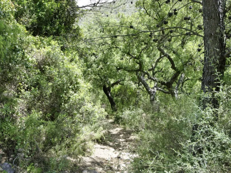 RUSTIC FINCA IN COÍN / ALHAURÍN GOLF WITH SEA VIEWS
