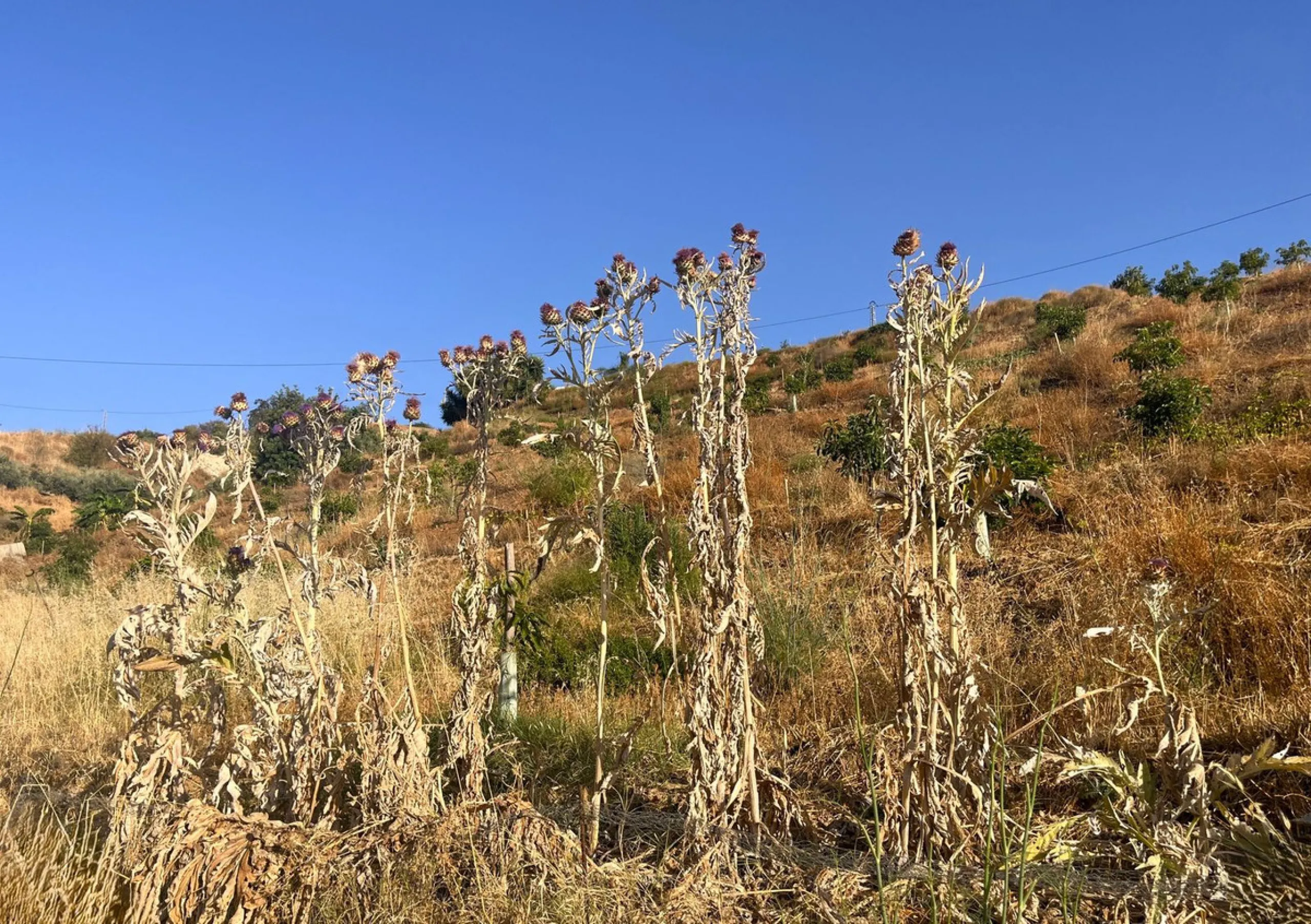 Plot - Land в продаже в Alhaurín el Grande, Málaga. Площадь участка 18206 м²