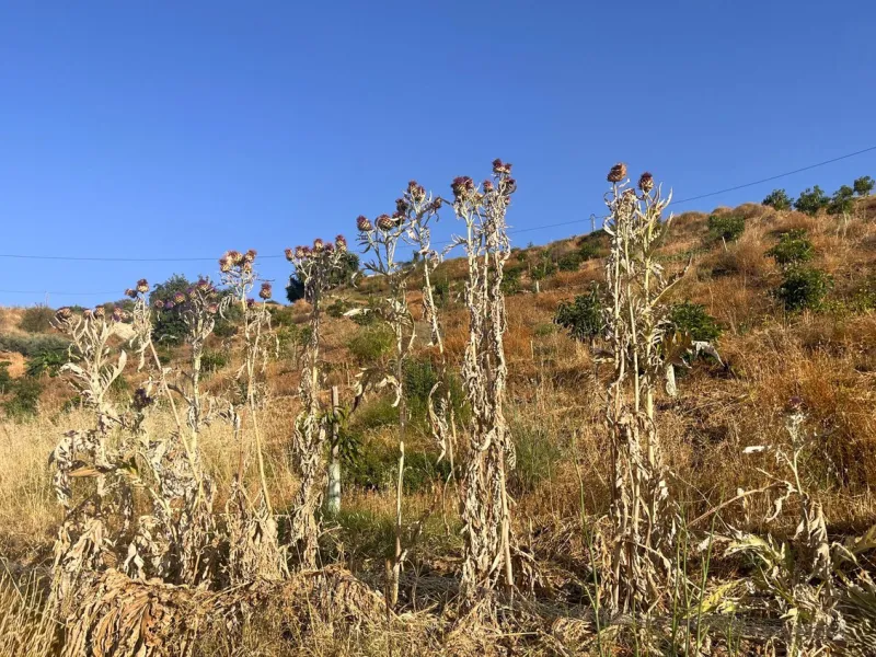 Plot - Land в продаже в Alhaurín el Grande, Málaga. Площадь участка 18206 м²