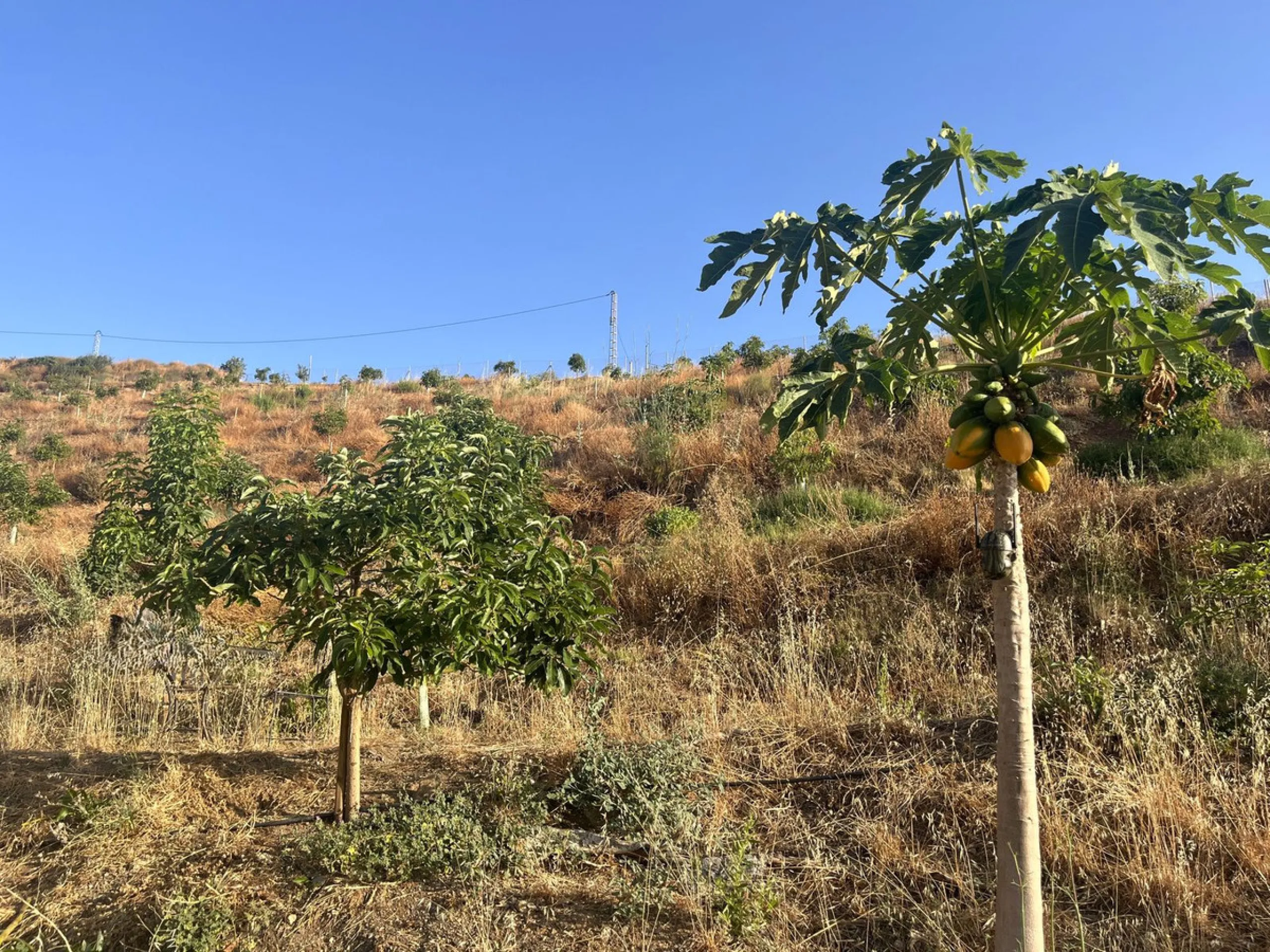 Plot - Land в продаже в Alhaurín el Grande, Málaga. Площадь участка 18206 м²