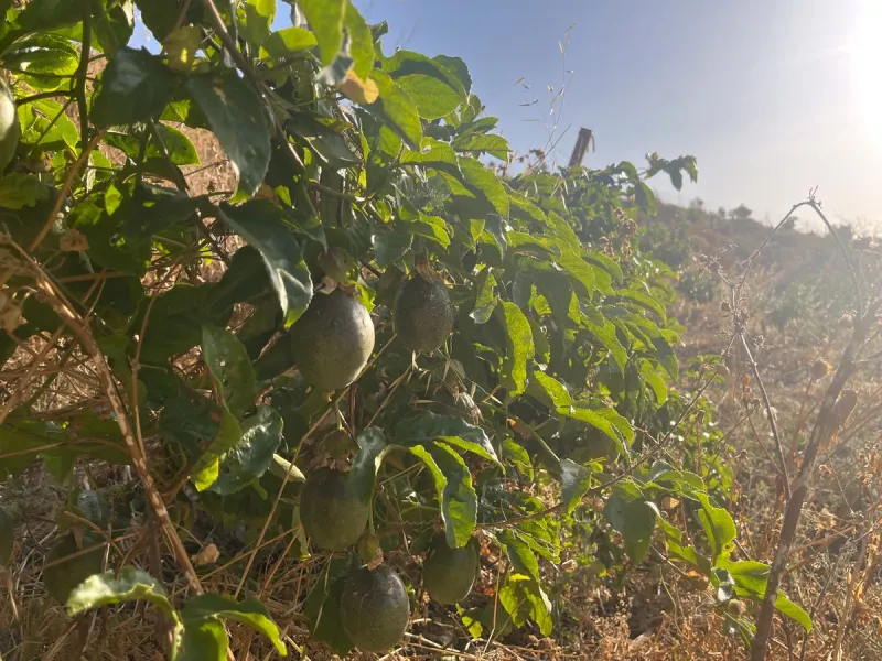 Plot - Land в продаже в Alhaurín el Grande, Málaga. Площадь участка 18206 м²