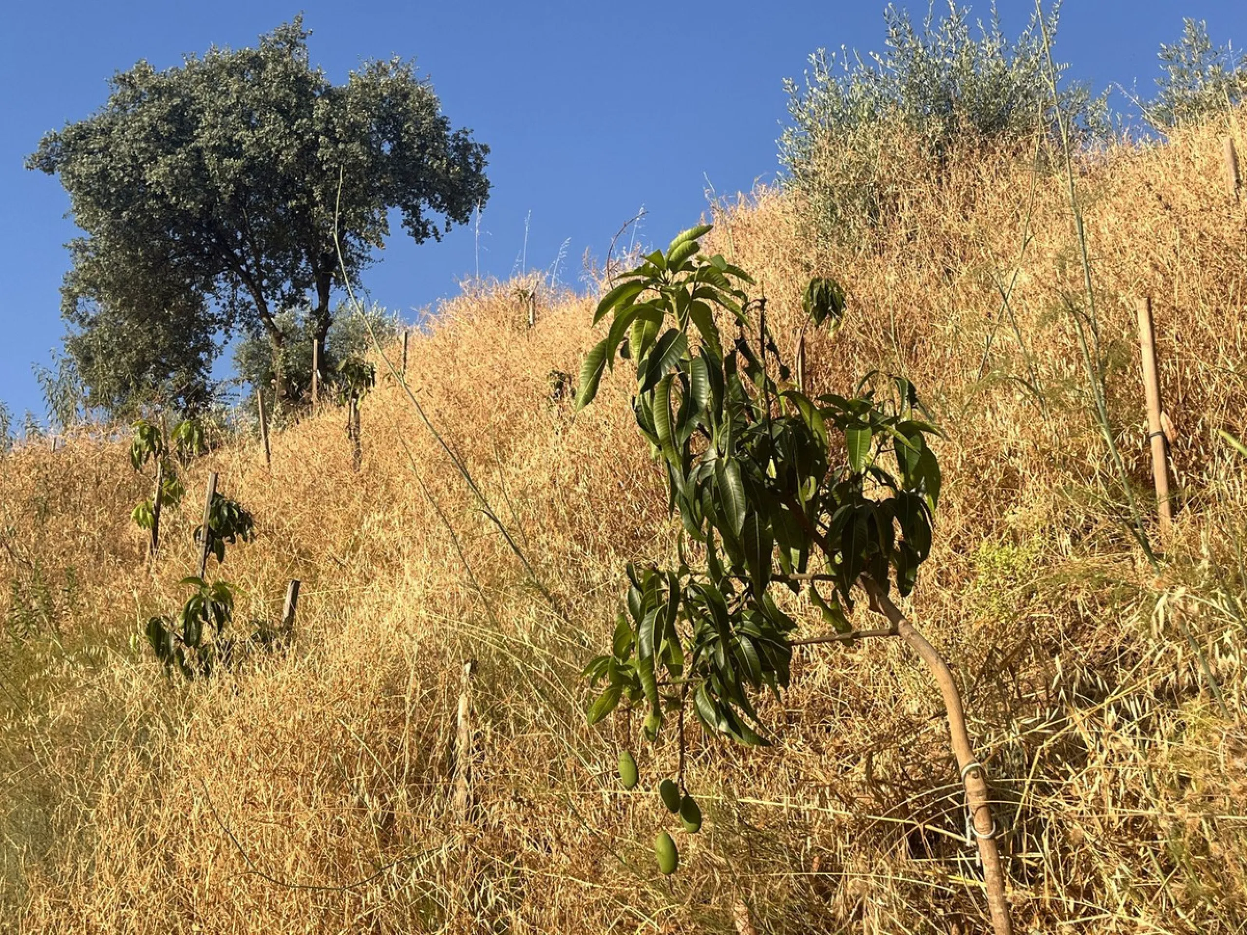 Plot - Land в продаже в Alhaurín el Grande, Málaga. Площадь участка 18206 м²