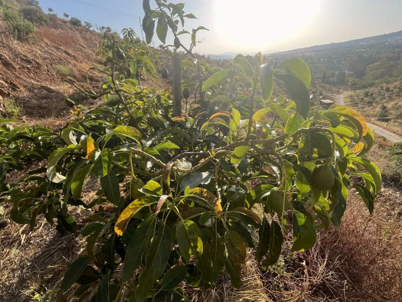 Plot - Land в продаже в Alhaurín el Grande, Málaga. Площадь участка 18206 м²
