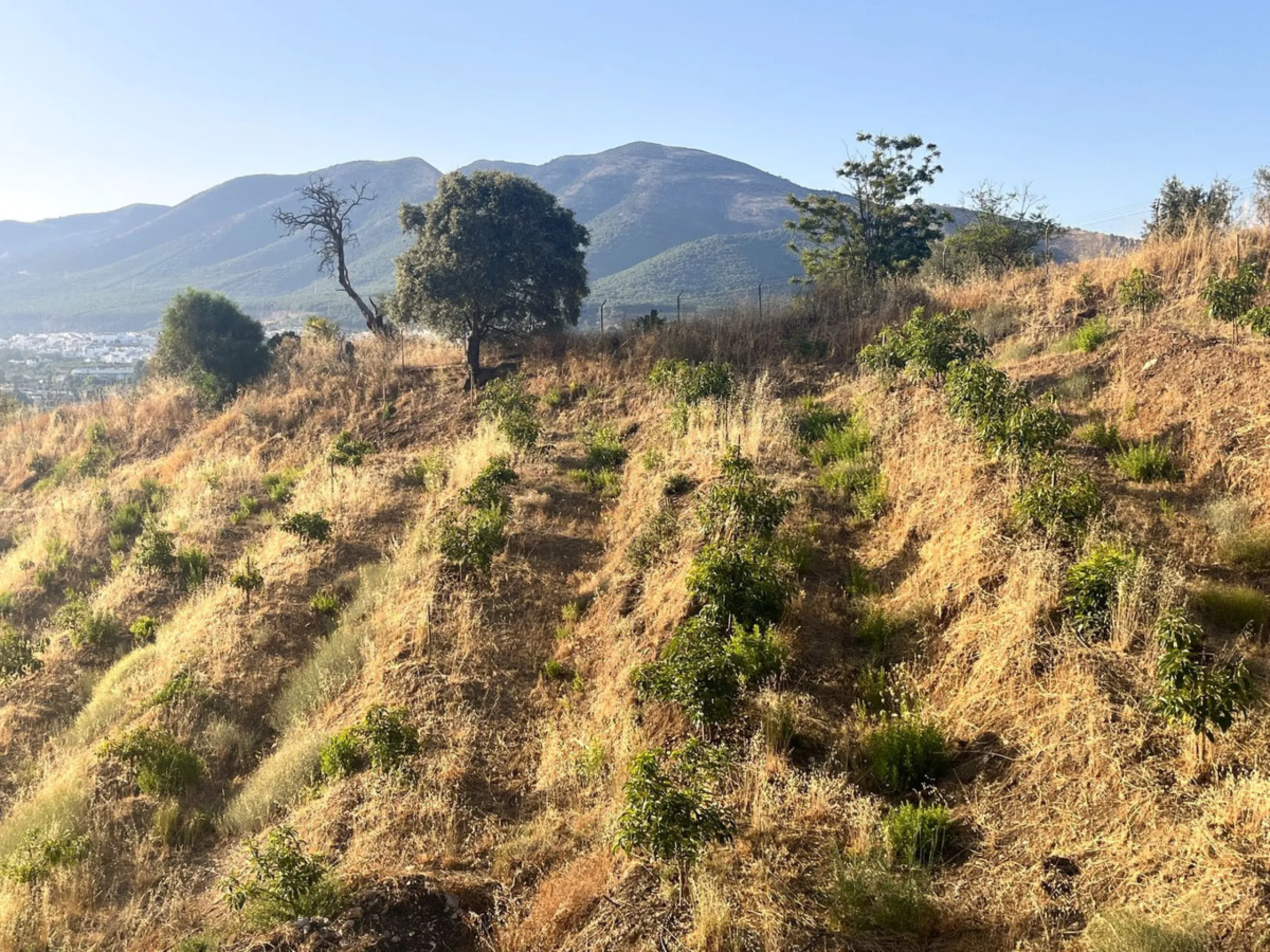 Plot - Land в продаже в Alhaurín el Grande, Málaga. Площадь участка 18206 м²