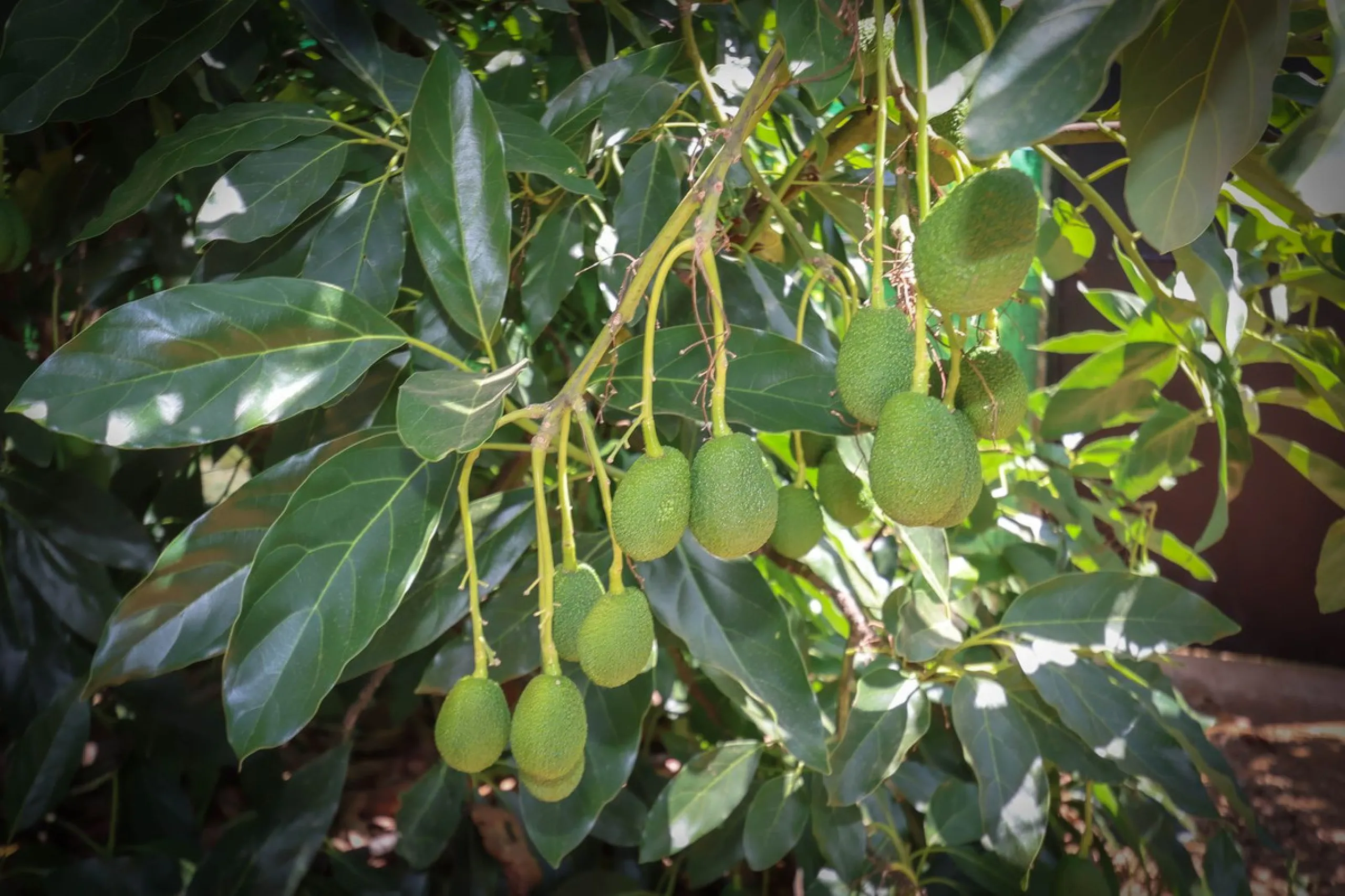 Avocado & Dragon Fruit Farm – Your Own Mountain Retreat