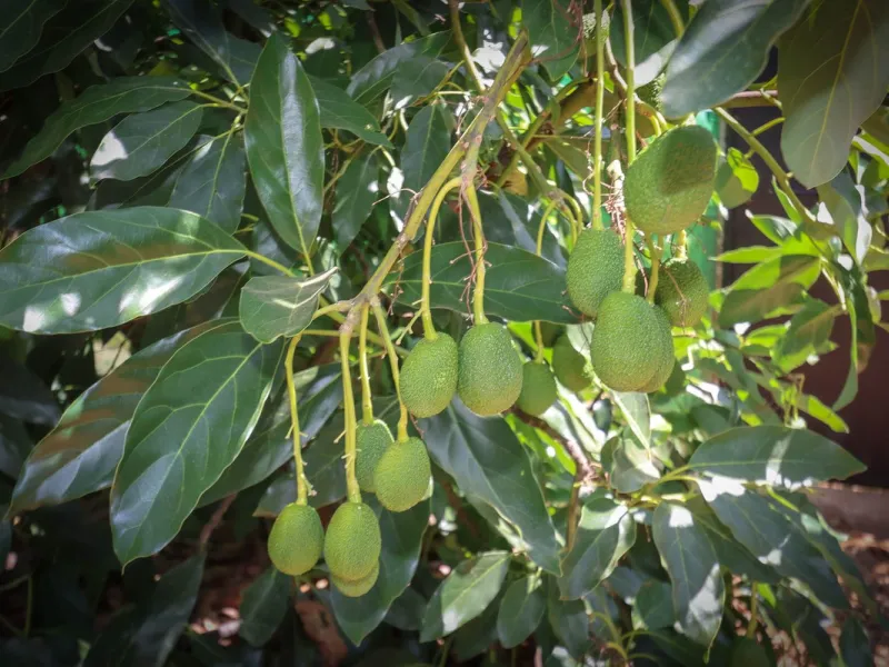 Avocado & Dragon Fruit Farm – Your Own Mountain Retreat