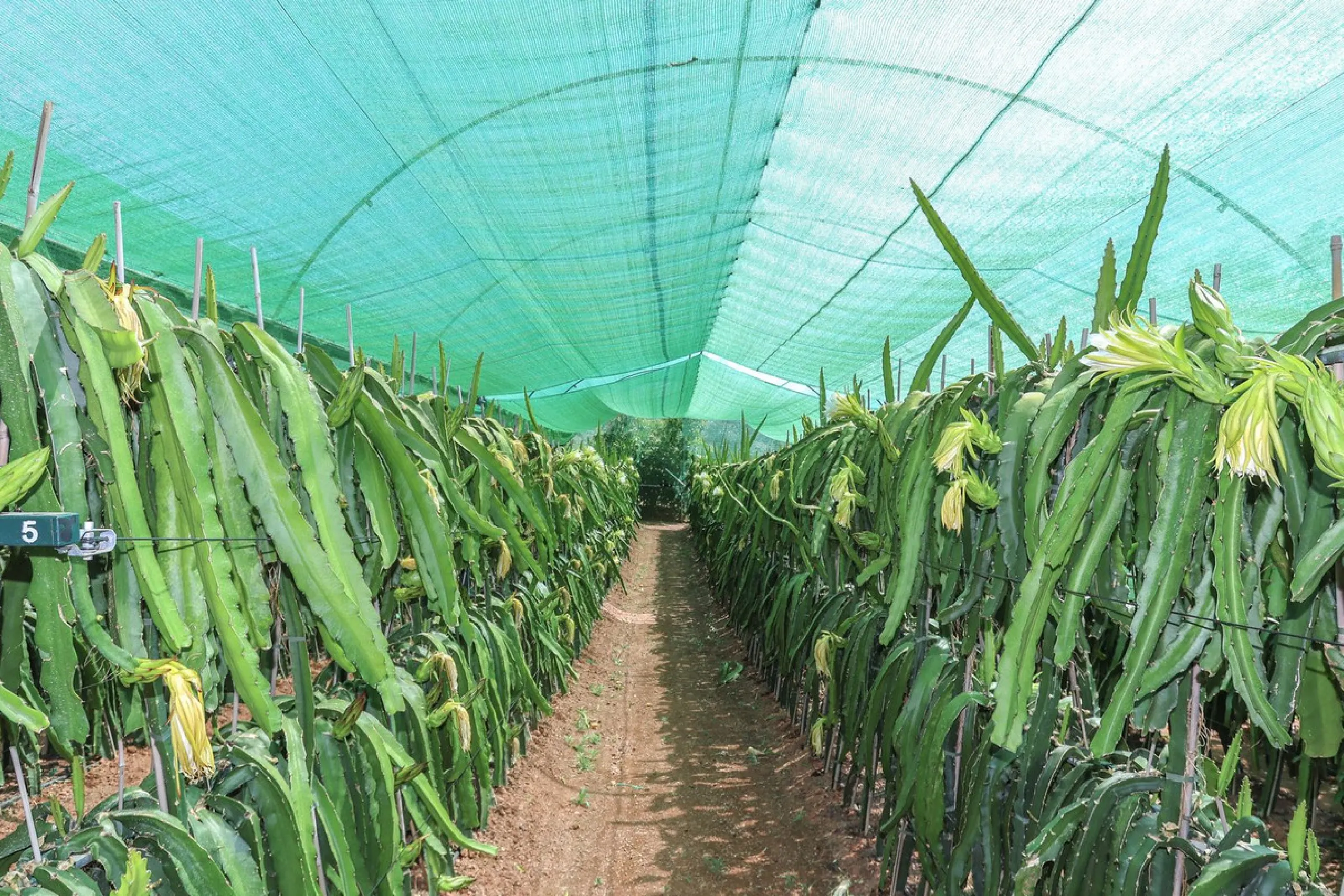 Avocado & Dragon Fruit Farm – Your Own Mountain Retreat