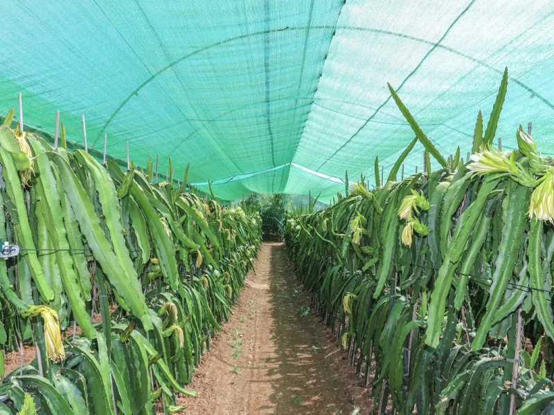 Avocado & Dragon Fruit Farm – Your Own Mountain Retreat