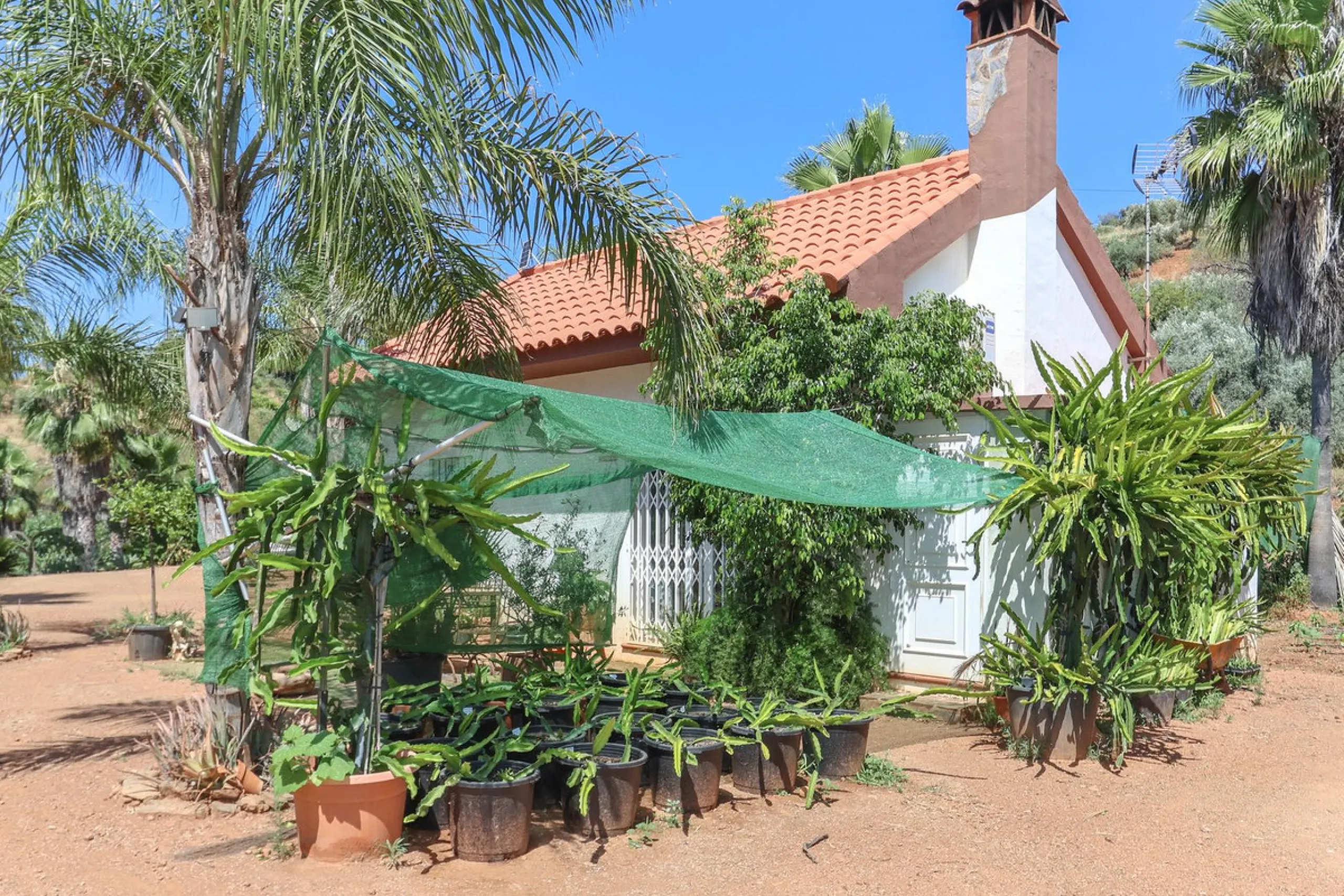 Avocado & Dragon Fruit Farm – Your Own Mountain Retreat