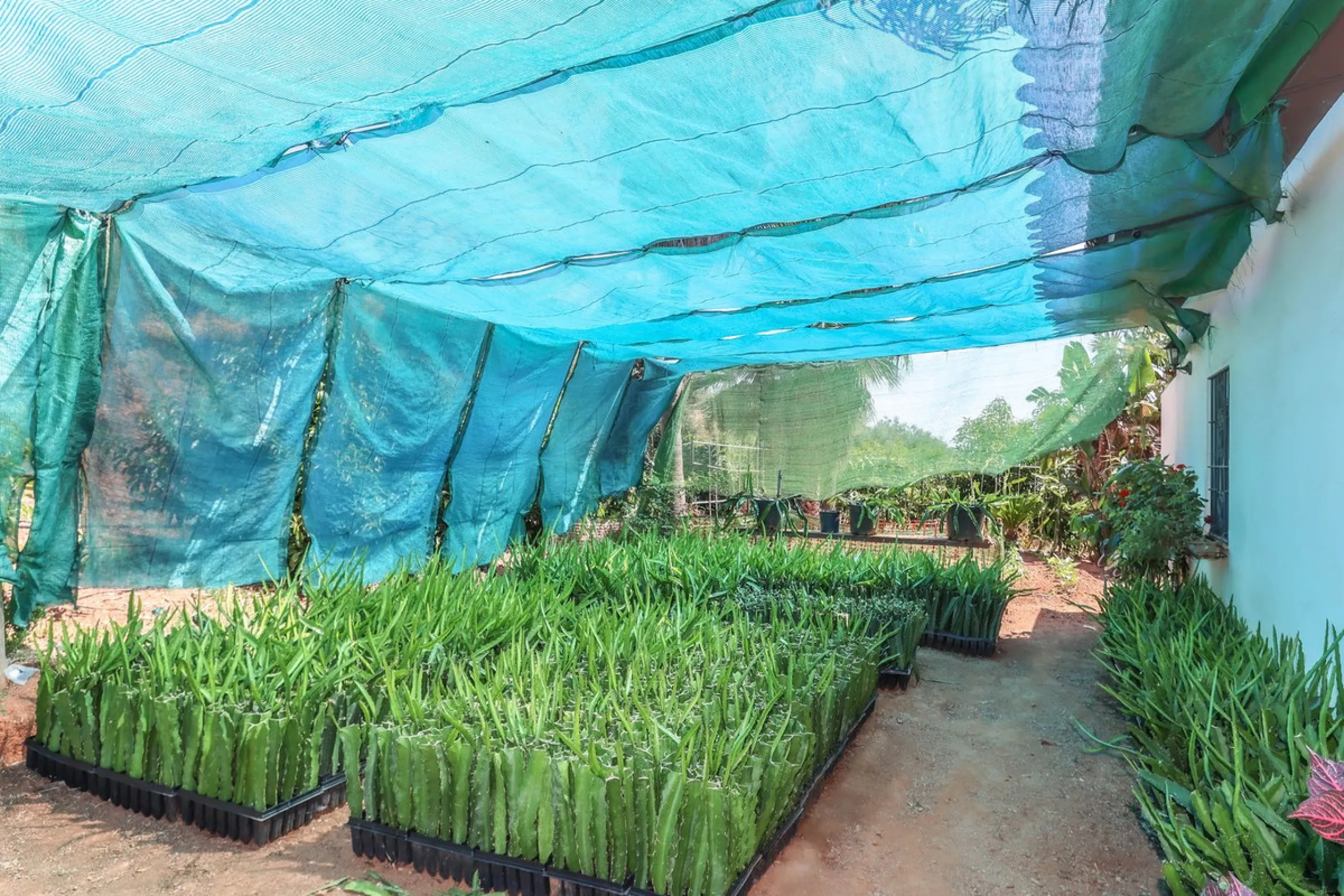 Avocado & Dragon Fruit Farm – Your Own Mountain Retreat