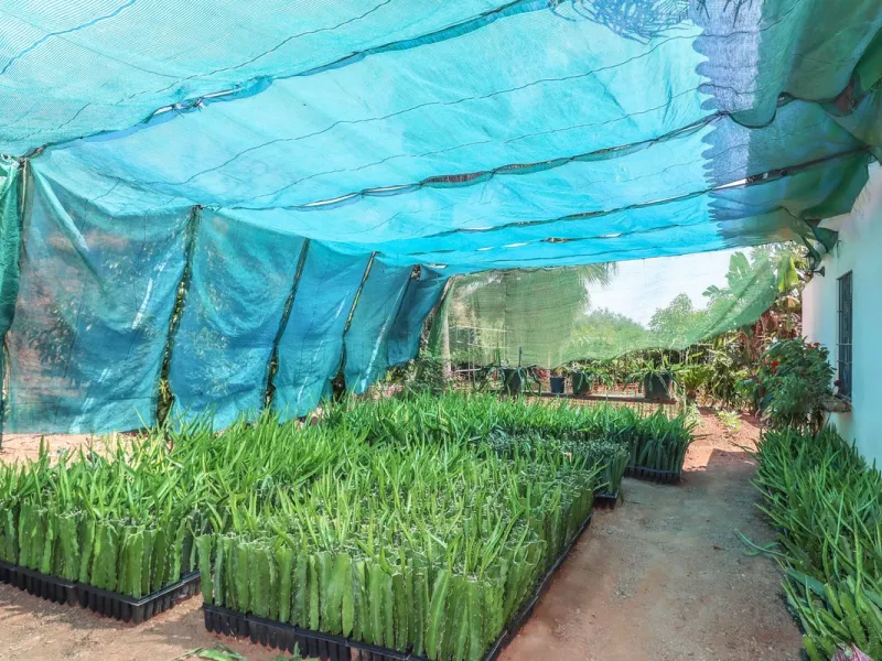 Avocado & Dragon Fruit Farm – Your Own Mountain Retreat