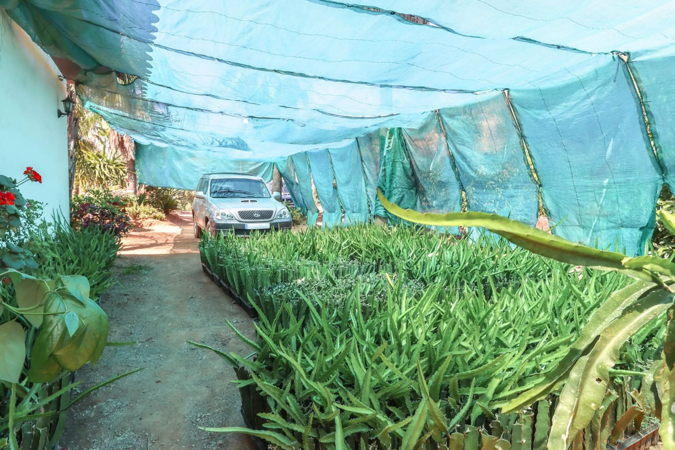 Avocado & Dragon Fruit Farm – Your Own Mountain Retreat