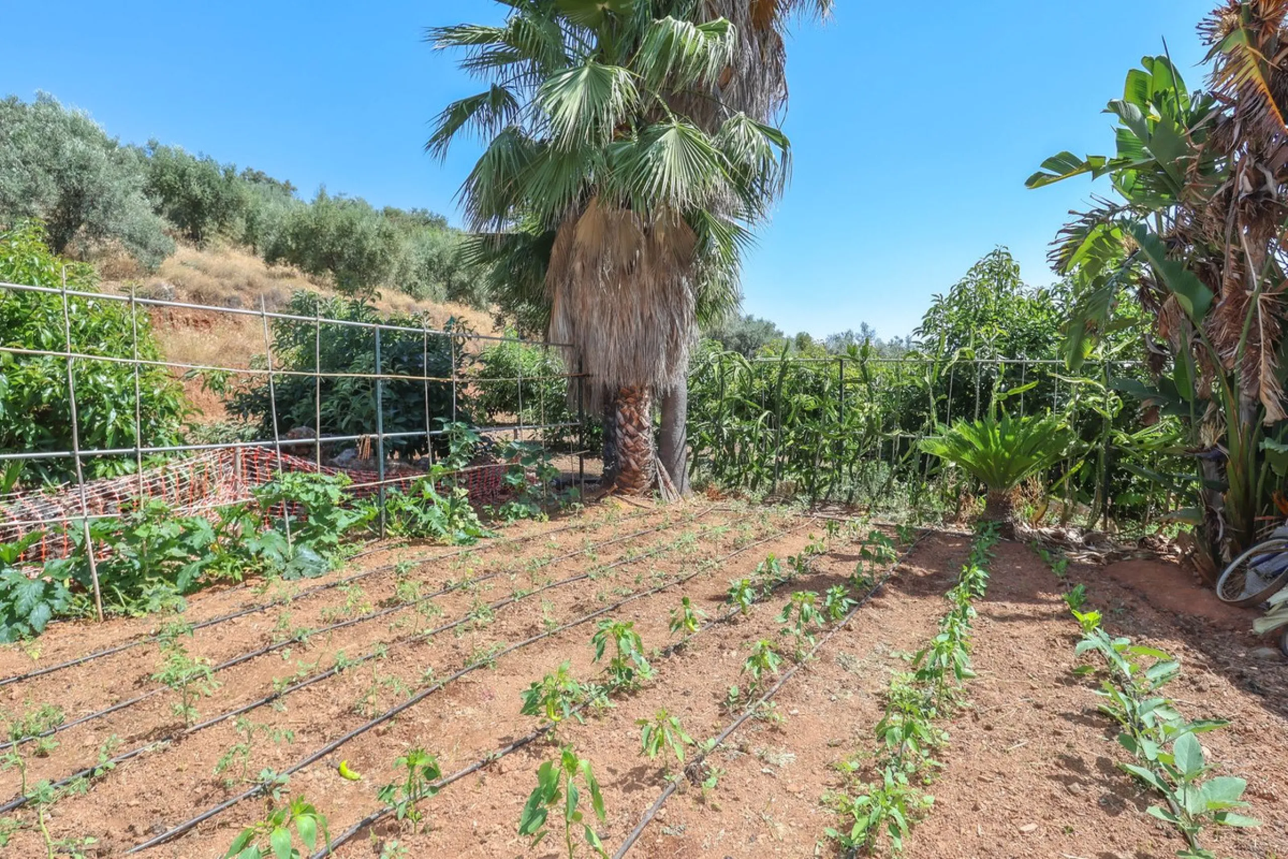 Avocado & Dragon Fruit Farm – Your Own Mountain Retreat