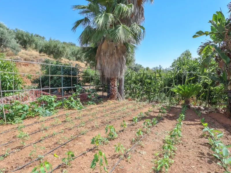 Avocado & Dragon Fruit Farm – Your Own Mountain Retreat