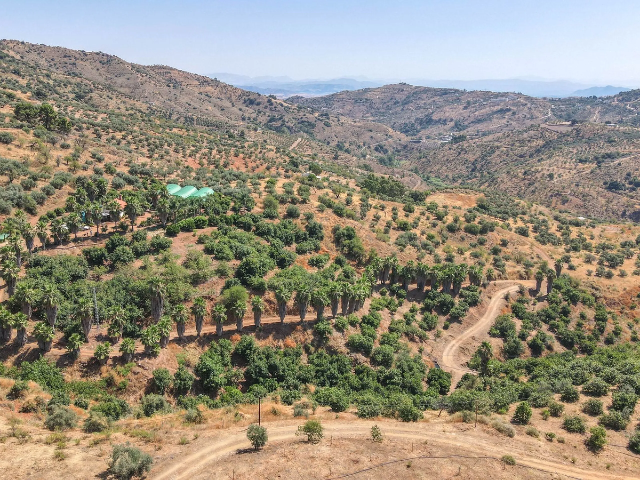 Avocado & Dragon Fruit Farm – Your Own Mountain Retreat