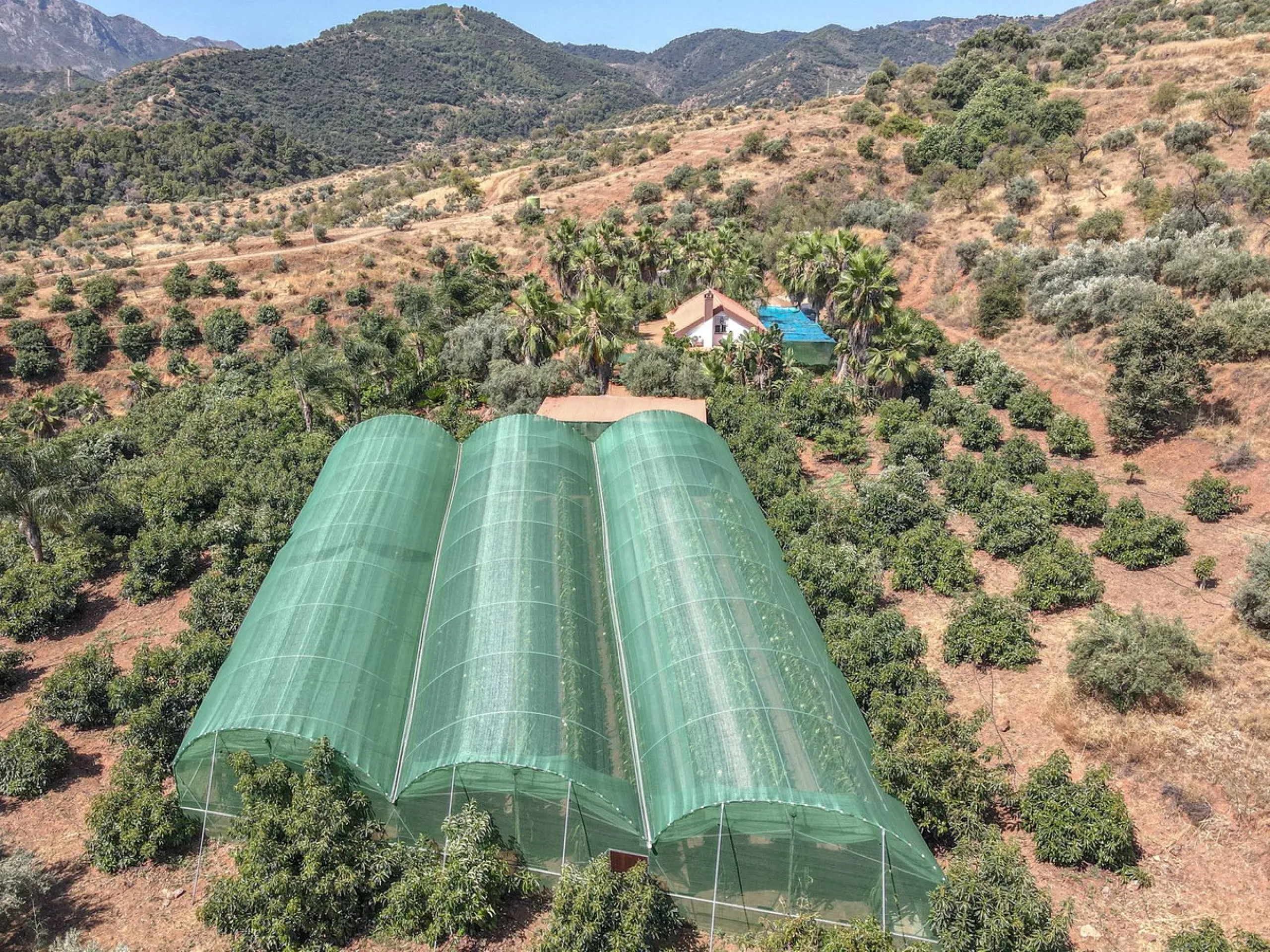 Avocado & Dragon Fruit Farm – Your Own Mountain Retreat
