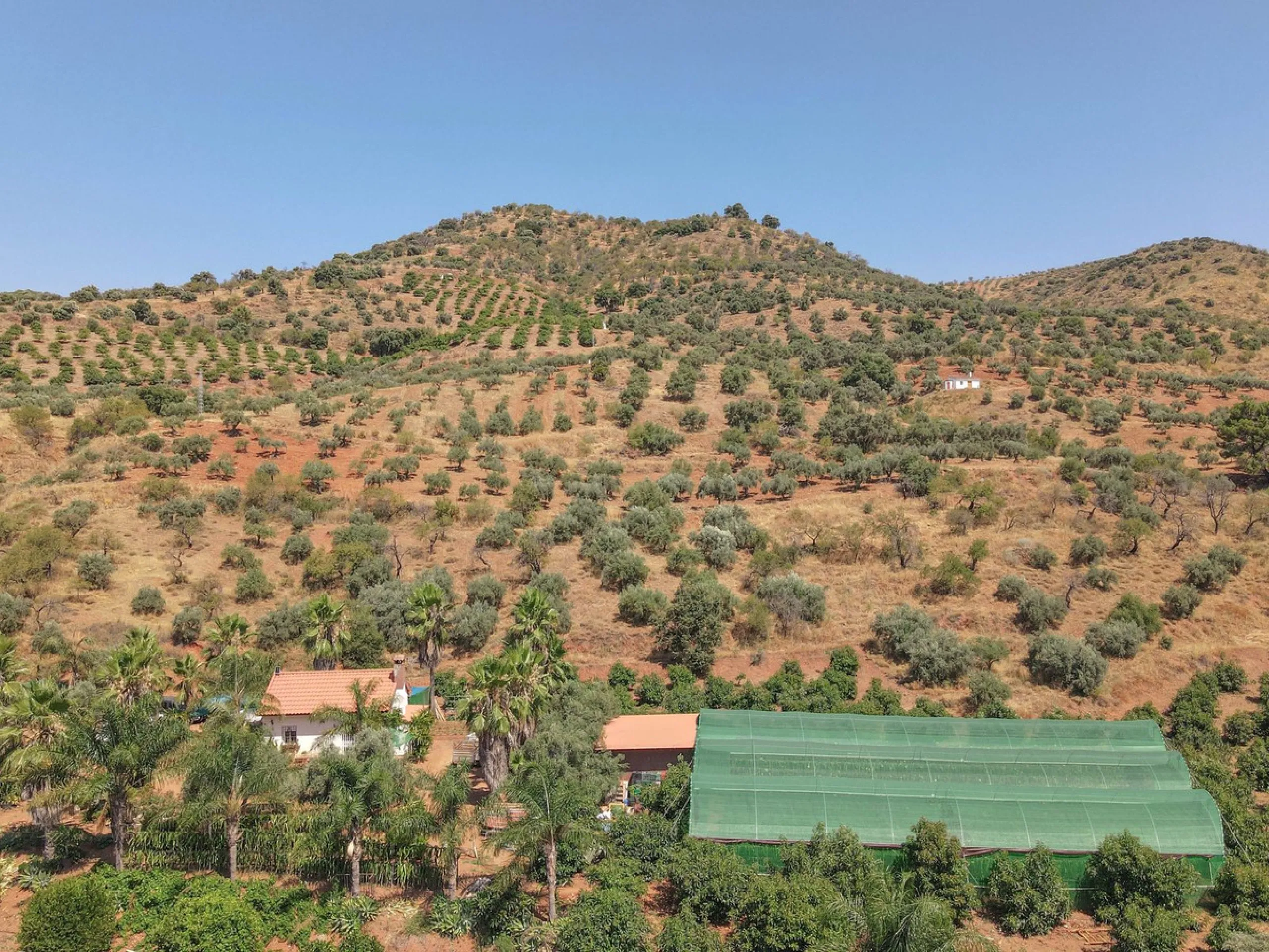 Avocado & Dragon Fruit Farm – Your Own Mountain Retreat