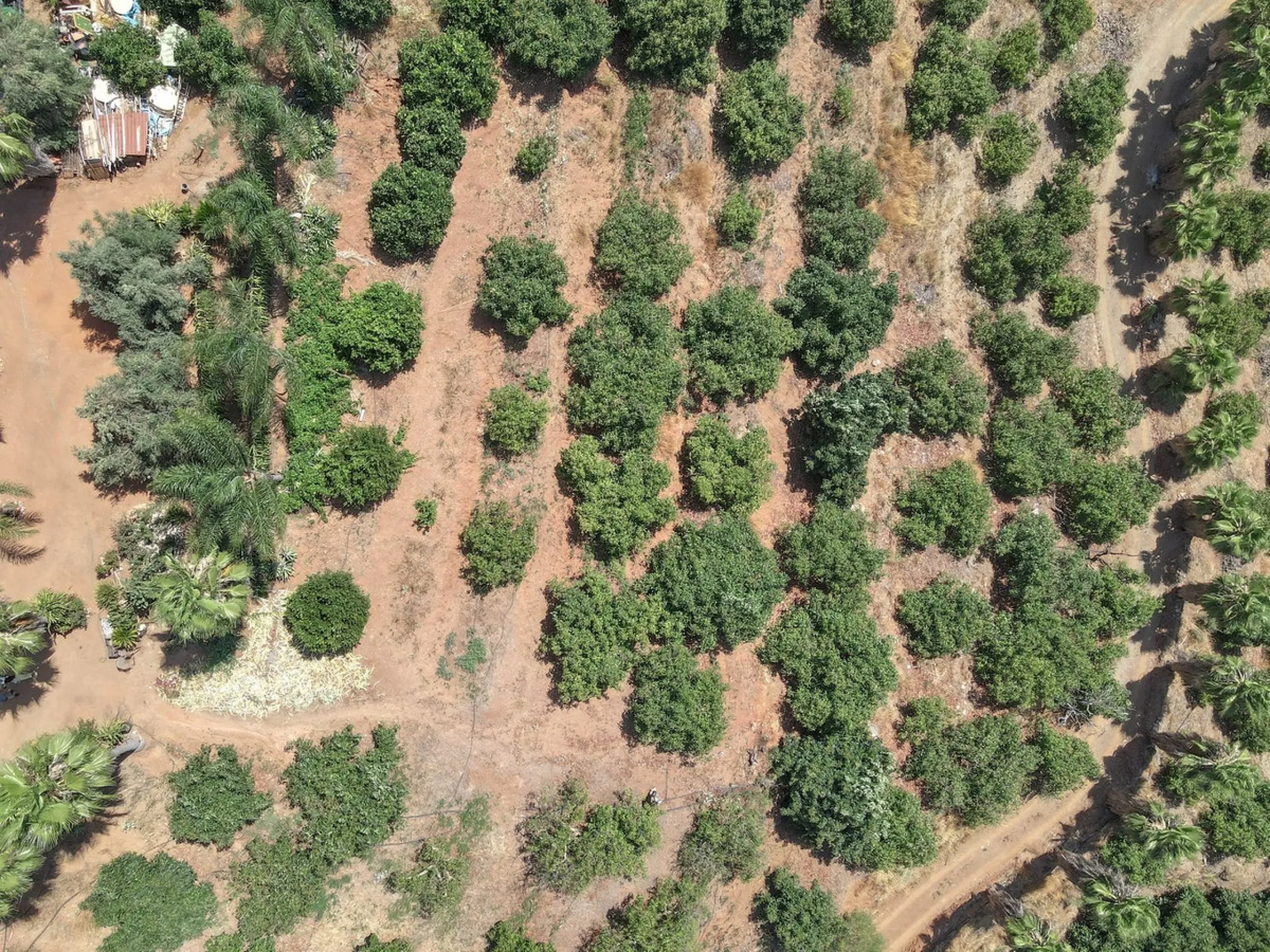 Avocado & Dragon Fruit Farm – Your Own Mountain Retreat