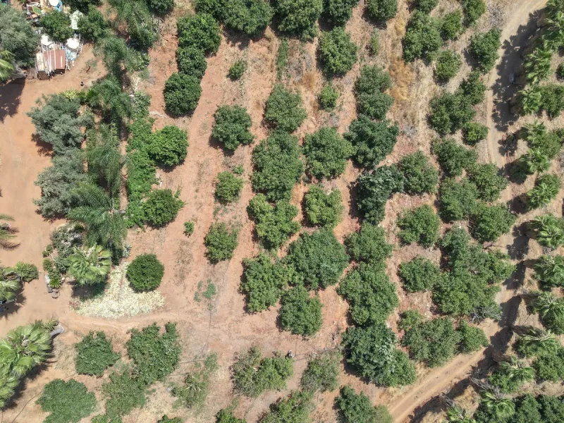 Avocado & Dragon Fruit Farm – Your Own Mountain Retreat