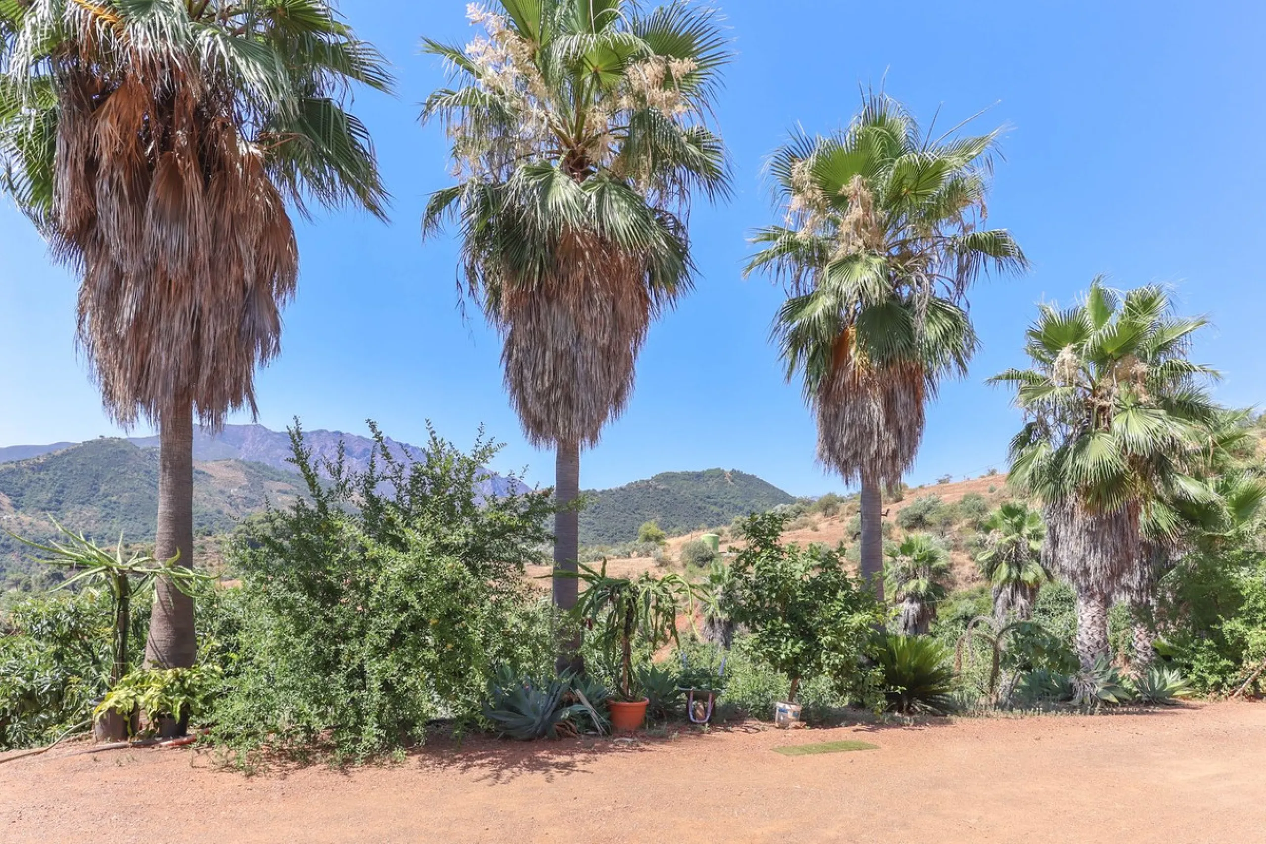 Avocado & Dragon Fruit Farm – Your Own Mountain Retreat