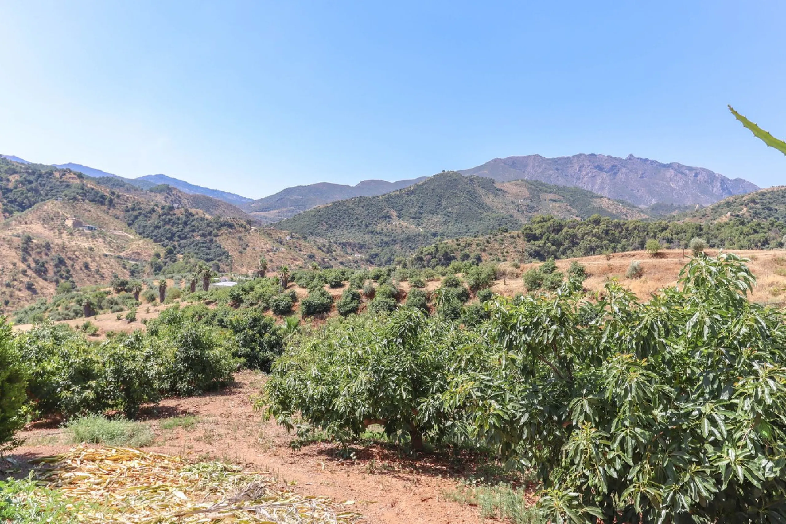 Avocado & Dragon Fruit Farm – Your Own Mountain Retreat