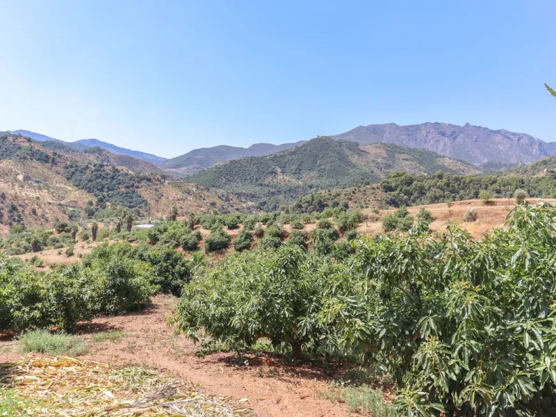 Avocado & Dragon Fruit Farm – Your Own Mountain Retreat