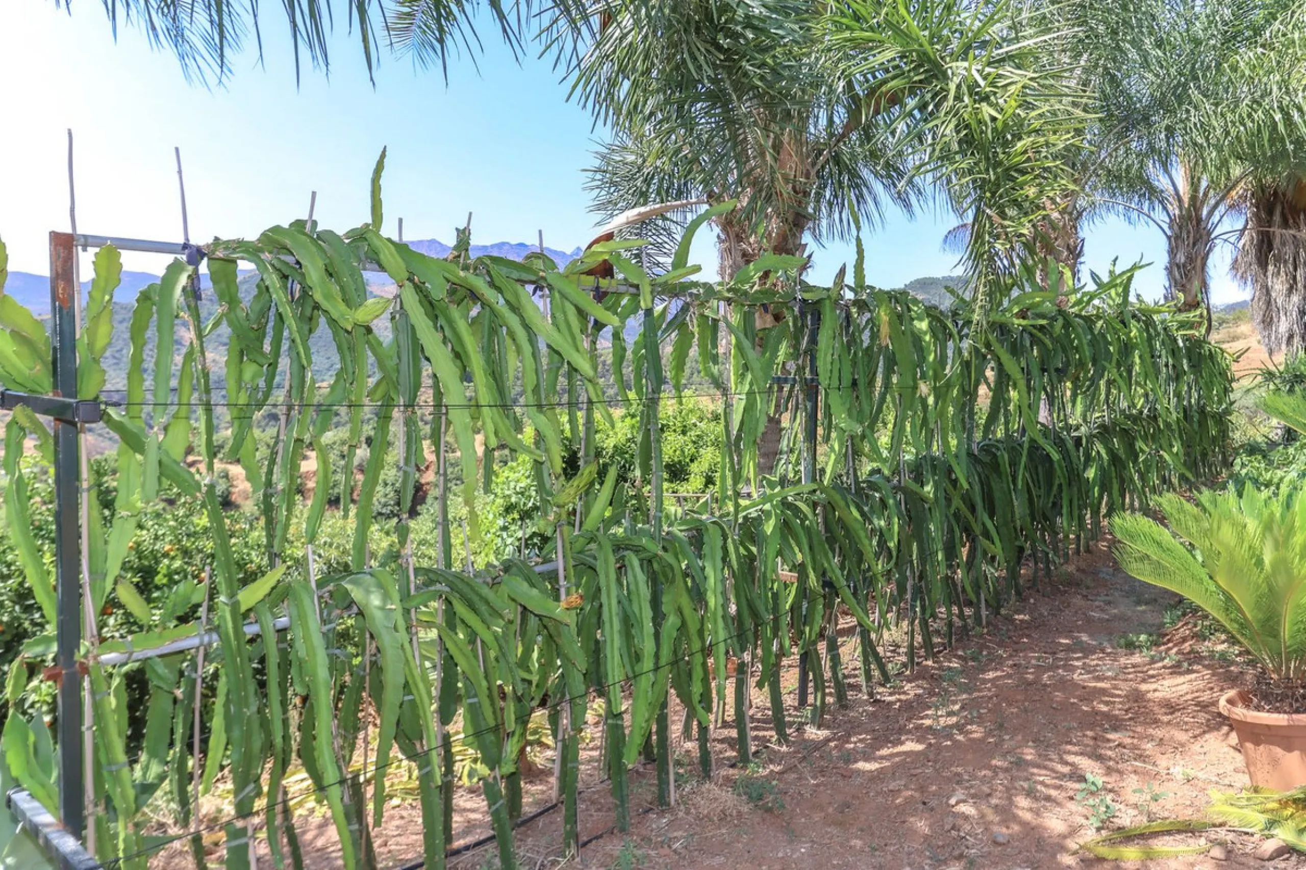 Avocado & Dragon Fruit Farm – Your Own Mountain Retreat