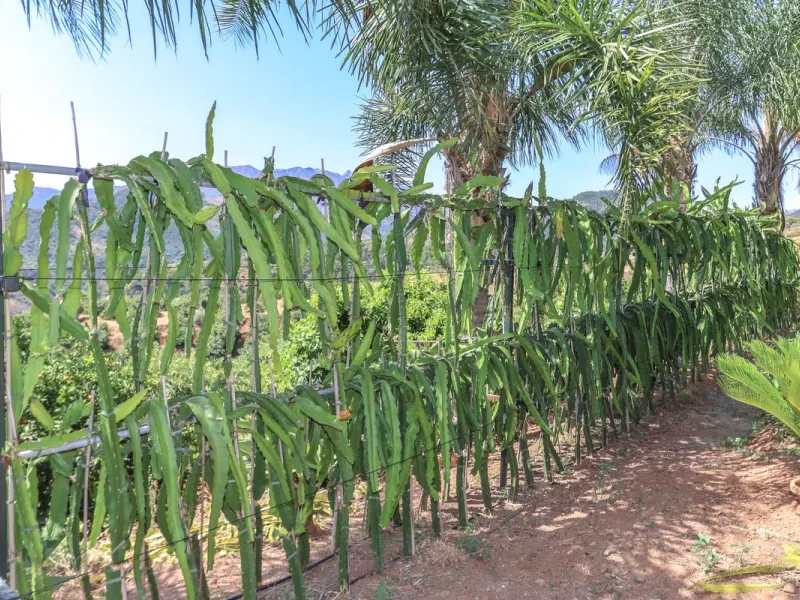 Avocado & Dragon Fruit Farm – Your Own Mountain Retreat