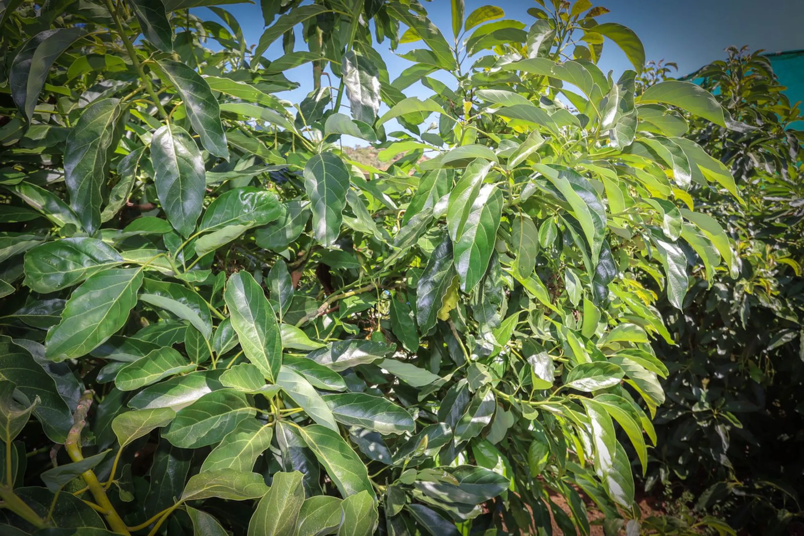 Avocado & Dragon Fruit Farm – Your Own Mountain Retreat