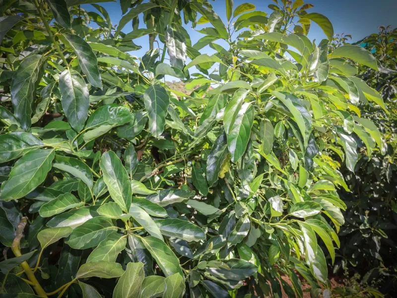 Avocado & Dragon Fruit Farm – Your Own Mountain Retreat