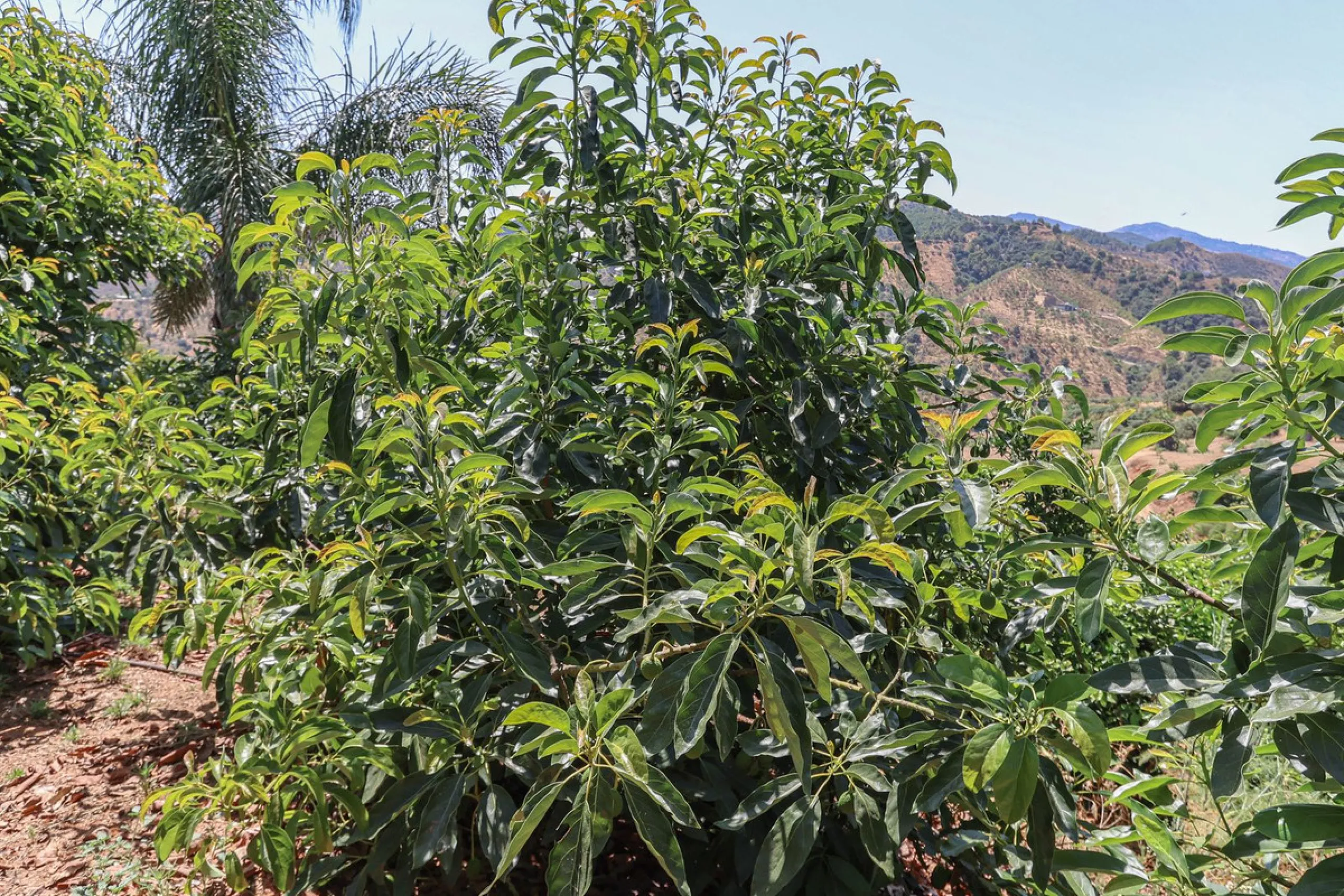 Avocado & Dragon Fruit Farm – Your Own Mountain Retreat