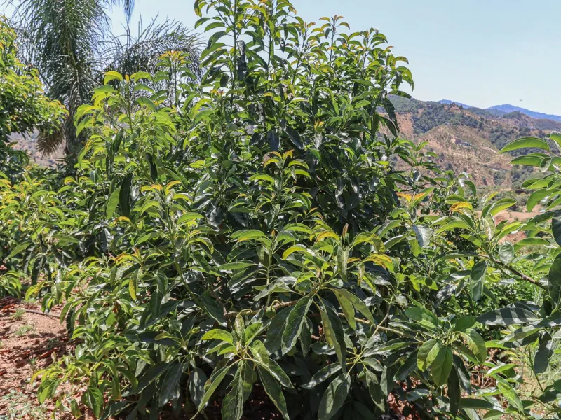 Avocado & Dragon Fruit Farm – Your Own Mountain Retreat