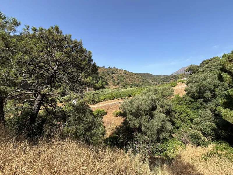 Organic Farm with Lemons All Year Round - On the banks of the Padrón River