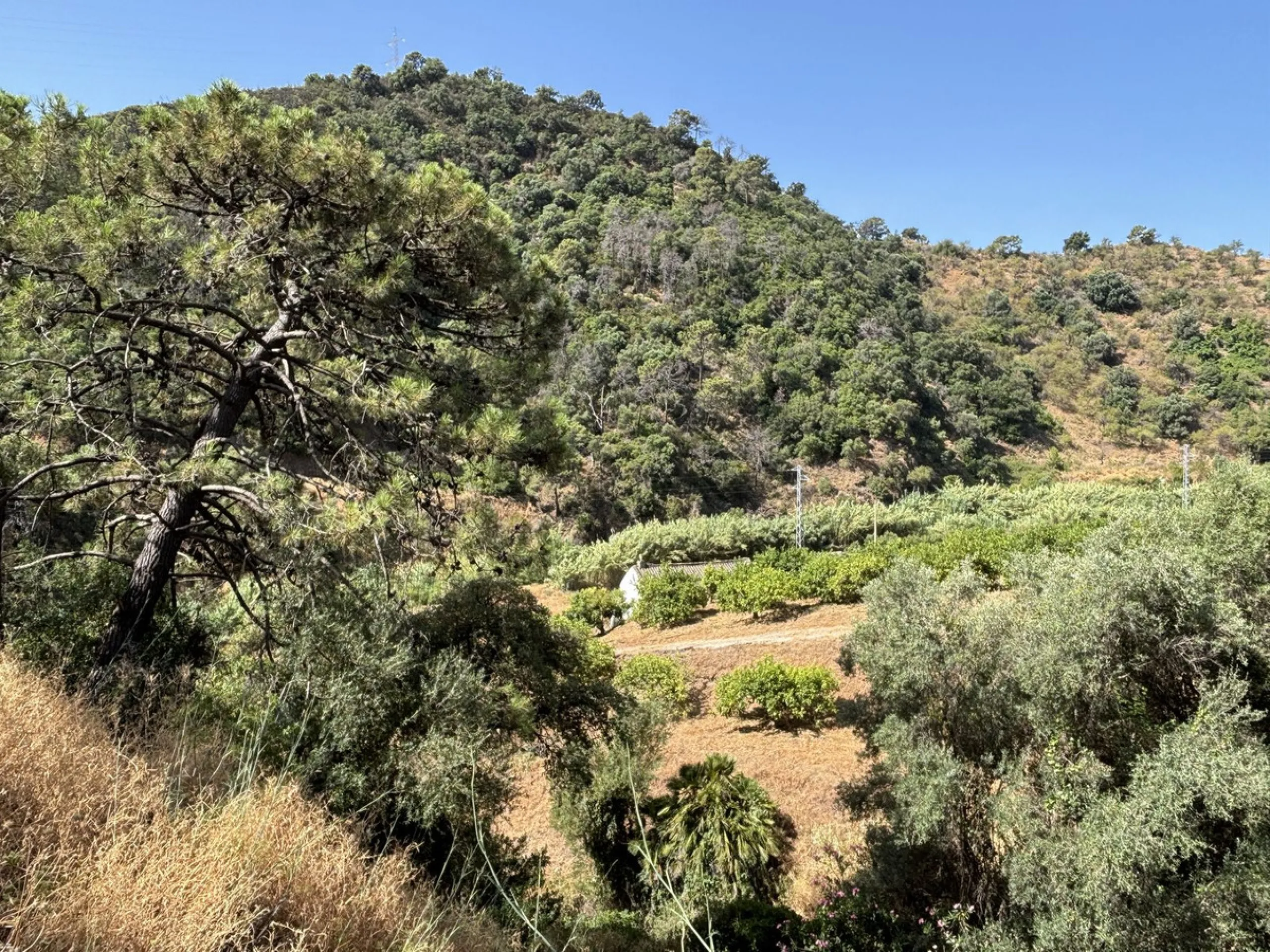Organic Farm with Lemons All Year Round - On the banks of the Padrón River